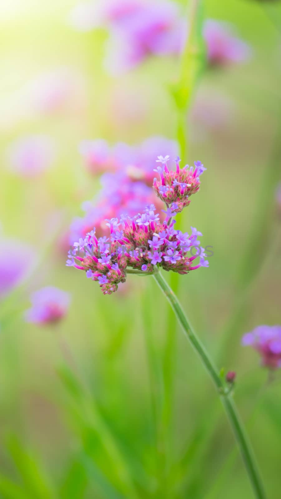 Beautiful Butterfly on Colorful Flower by teerawit