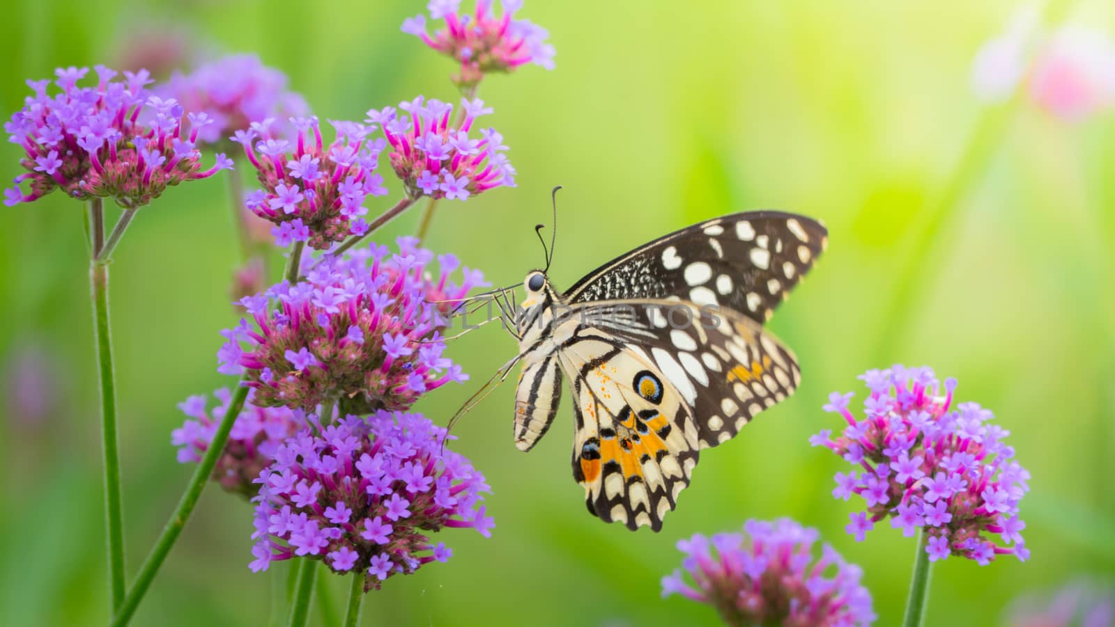 Beautiful Butterfly on Colorful Flower, nature background