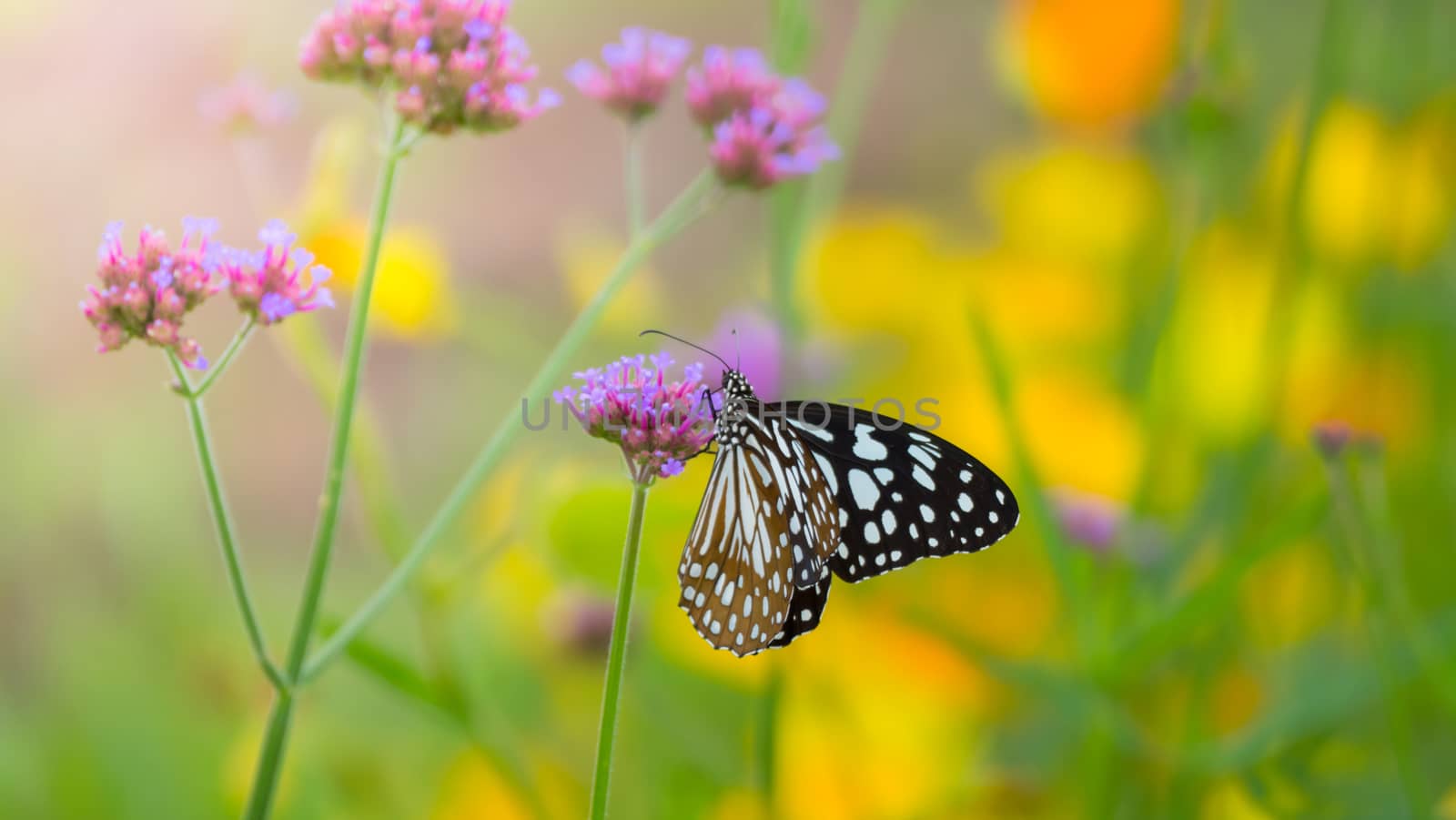 Beautiful Butterfly on Colorful Flower, nature background