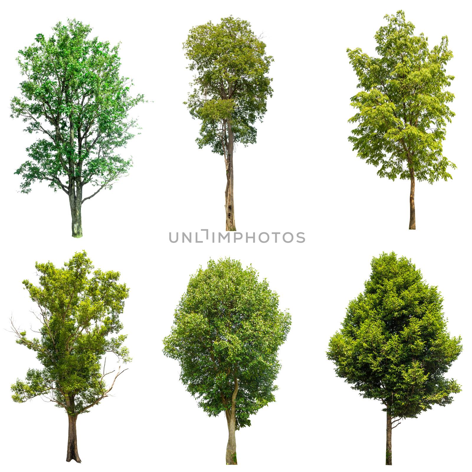 collections green tree isolated. green tree  isolated on white b by rangersmith