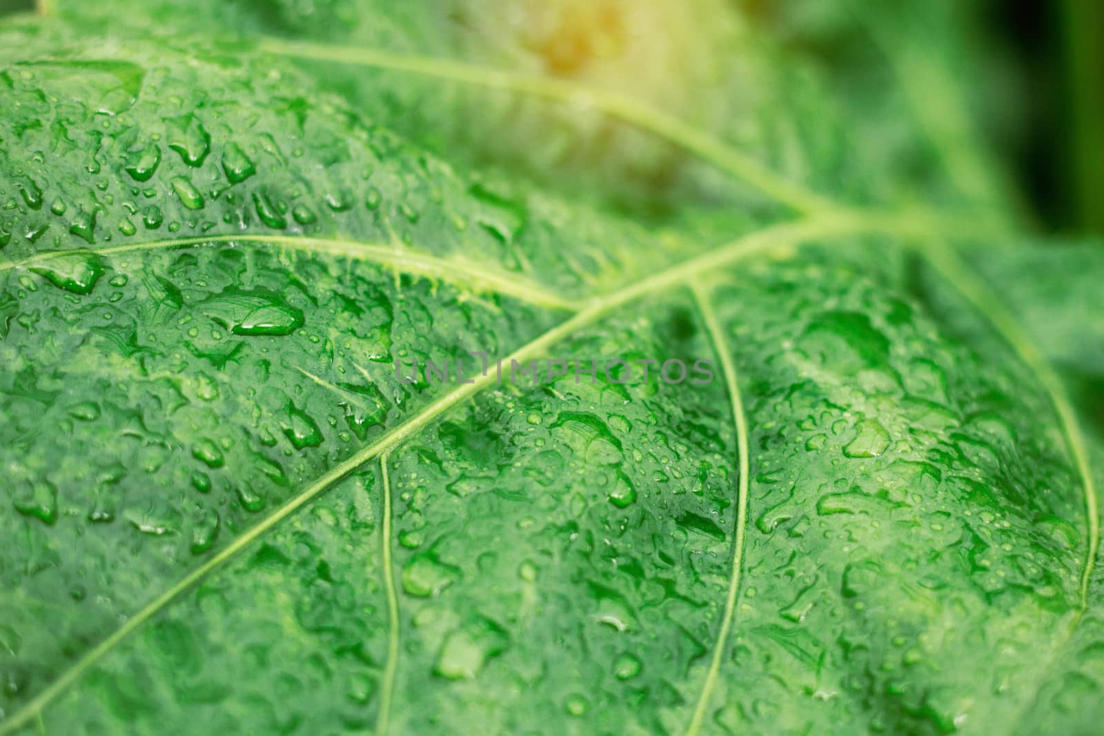 Water drops on leaves in rainy season.