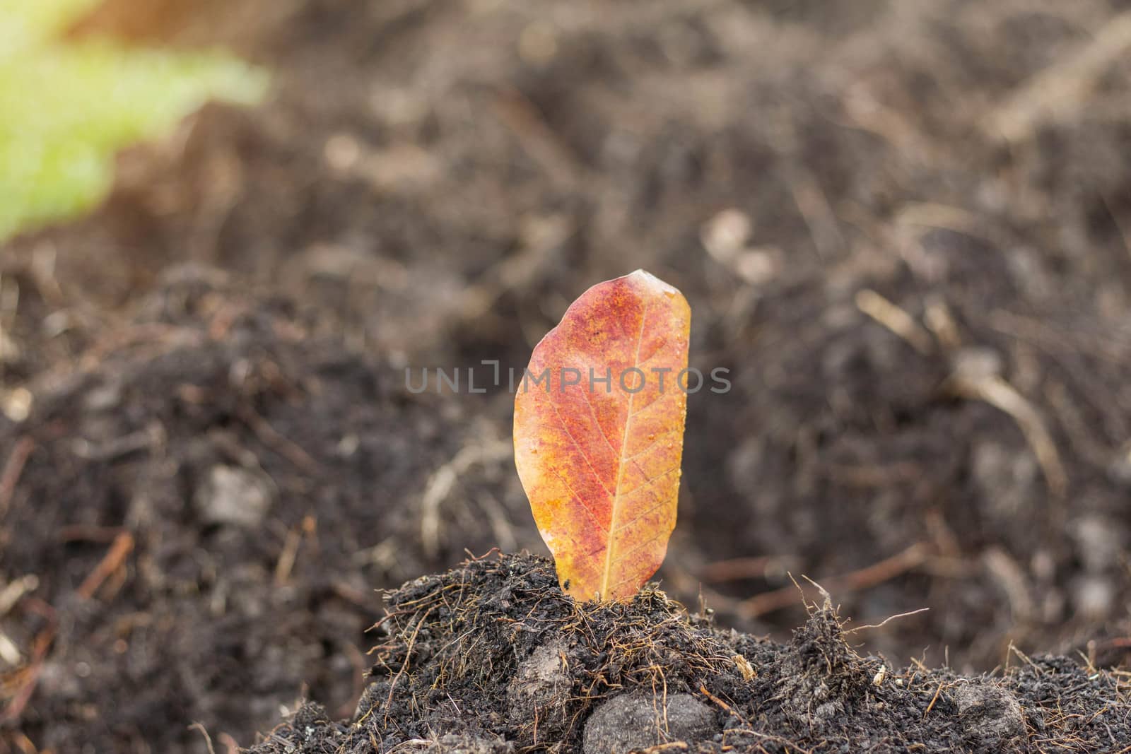 Dry leaves on soil in the park.