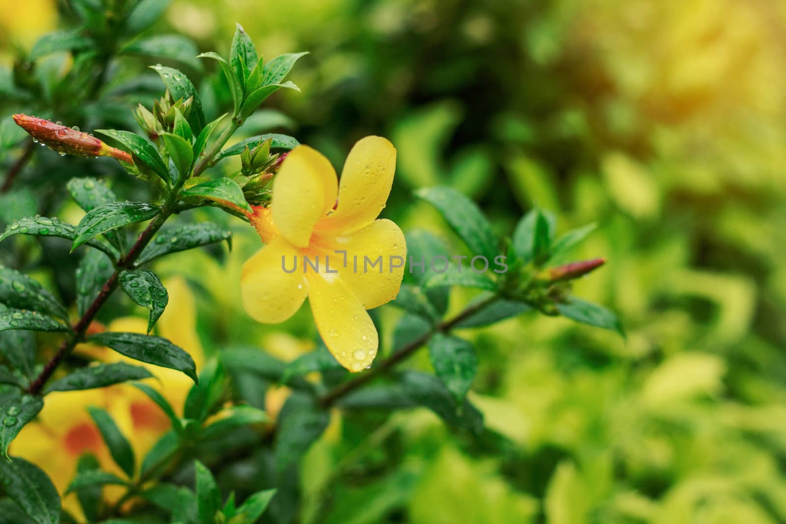 Flowers and leaves are blooming in the rainy season.