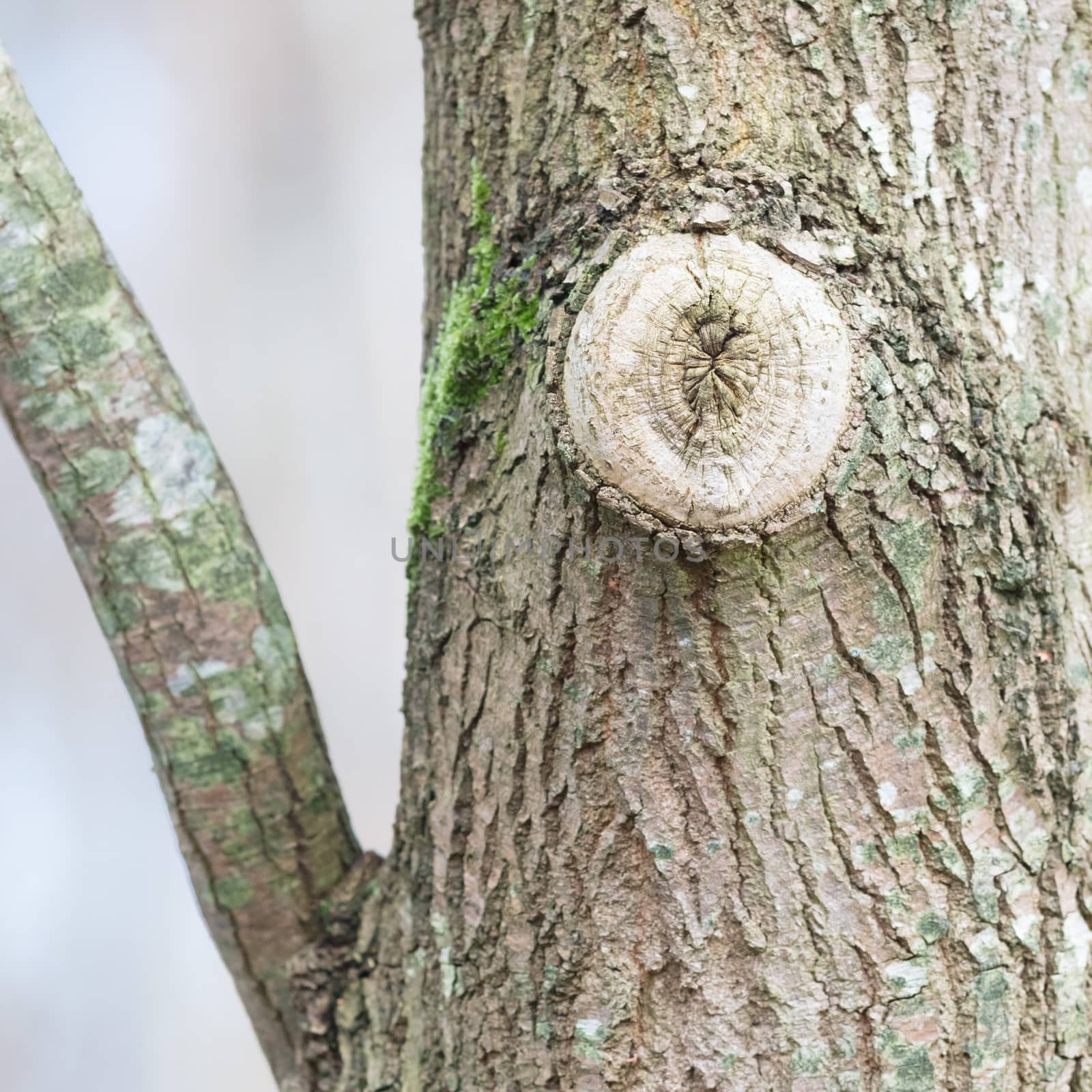 Tree in nature, selective focus, end of the winter period