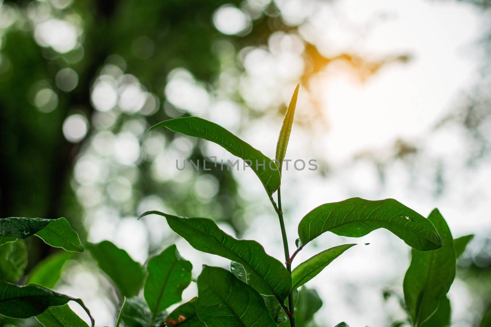 leaves are blooming in the rainy season at sunlight.