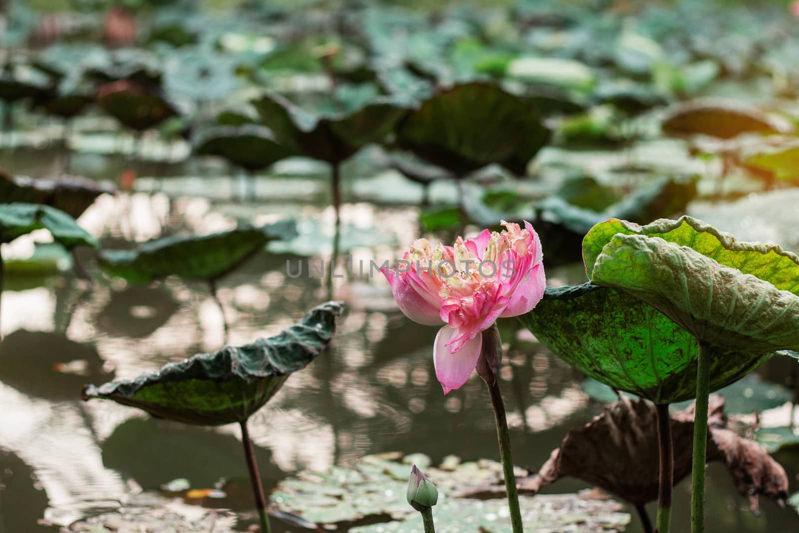 pink lotus is wading in pond of the park.