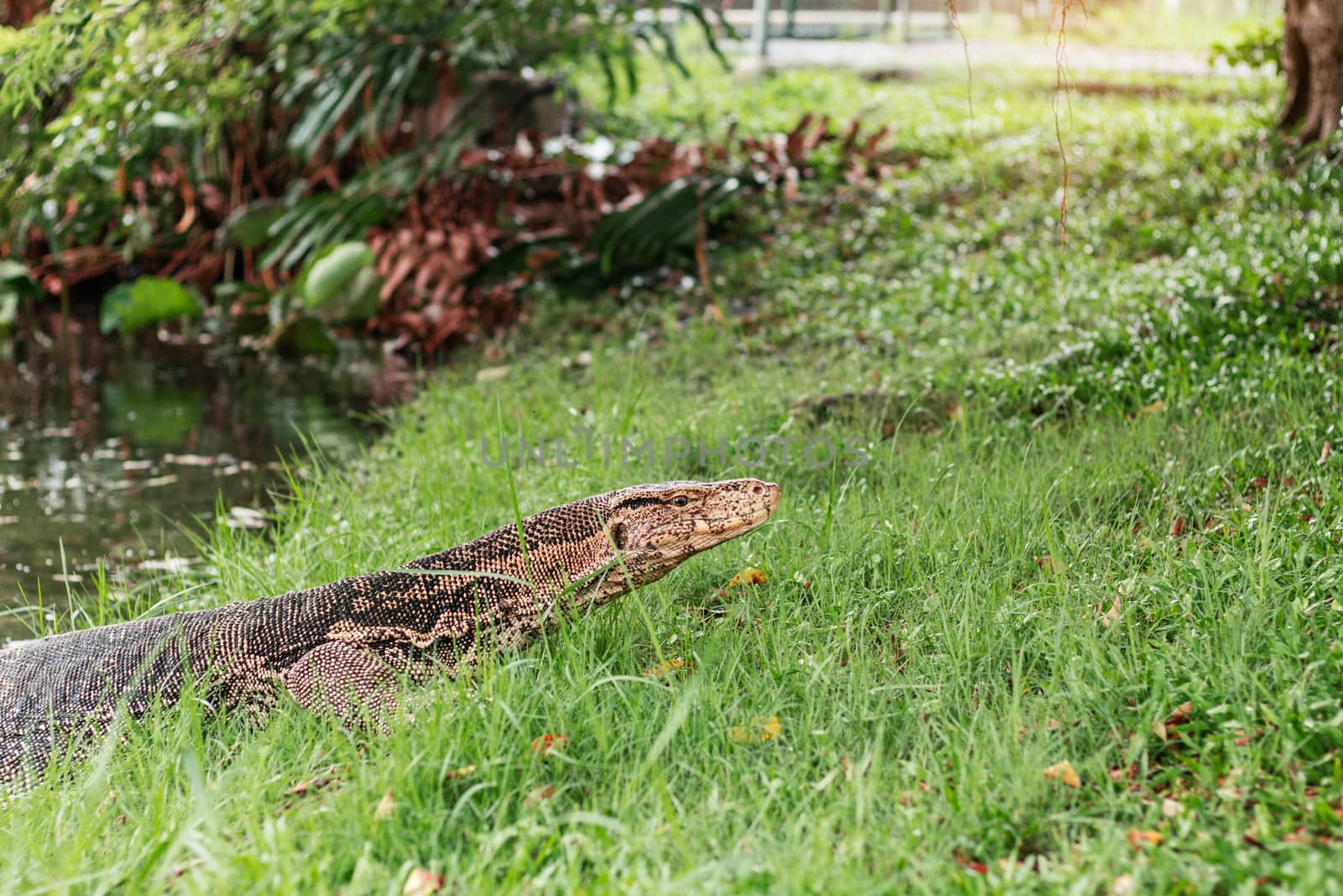 Monitor lizard on grass in the park of Thailand.