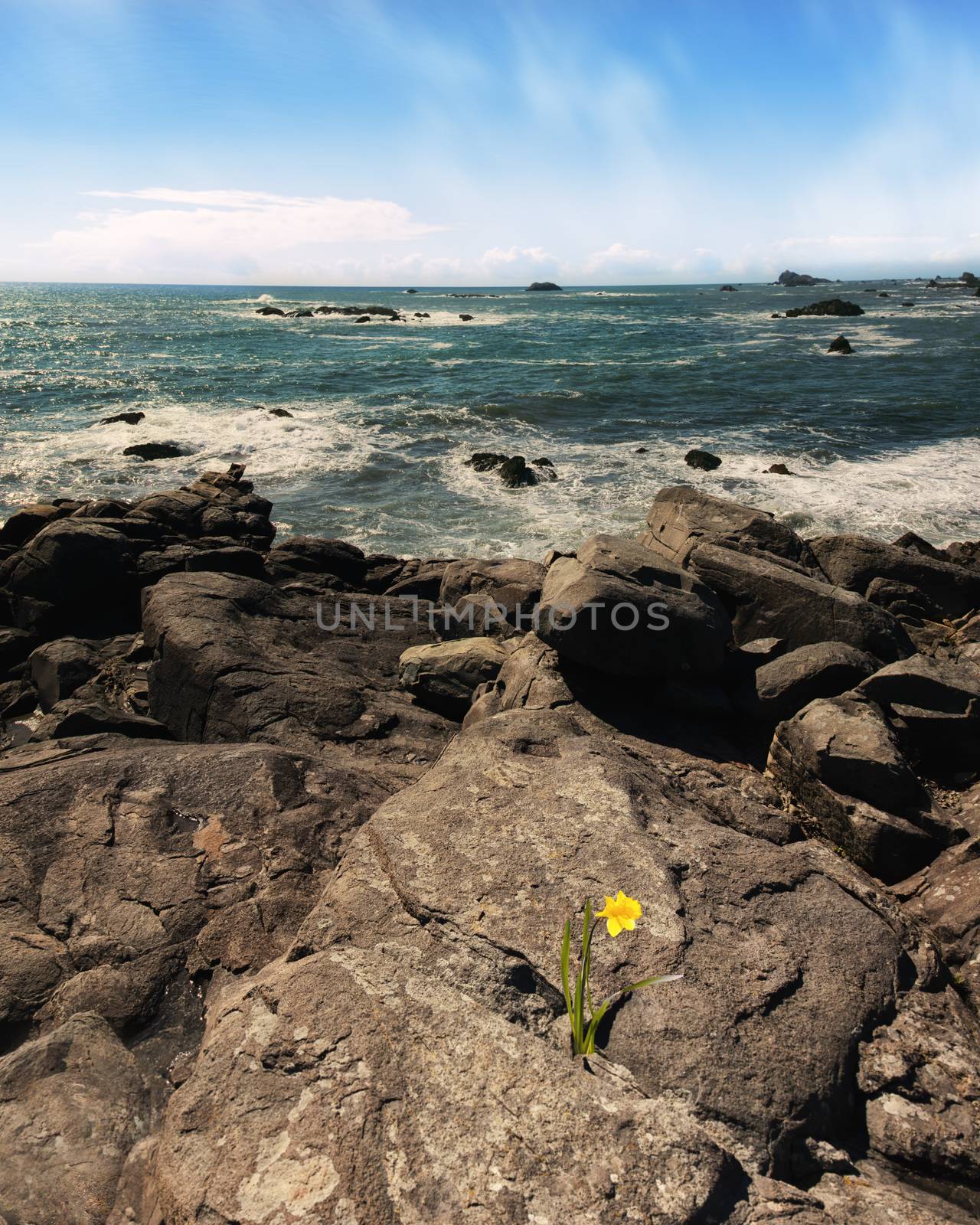 Daffodil Flower Growing From Rock Overlooking Pacific Ocean by backyard_photography