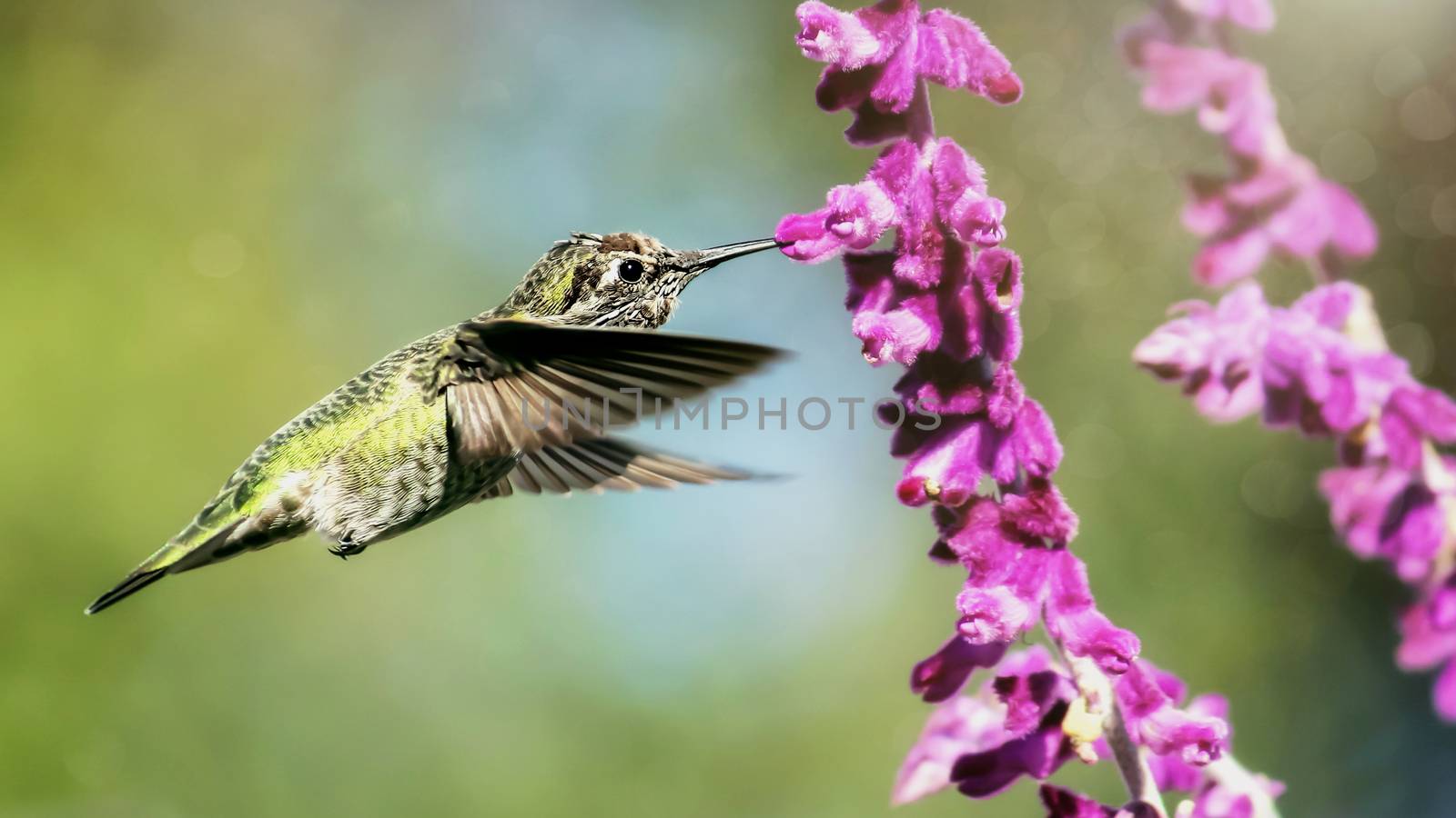 Anna's Hummingbird in Flight, Purple Flowers, Color Image, Day