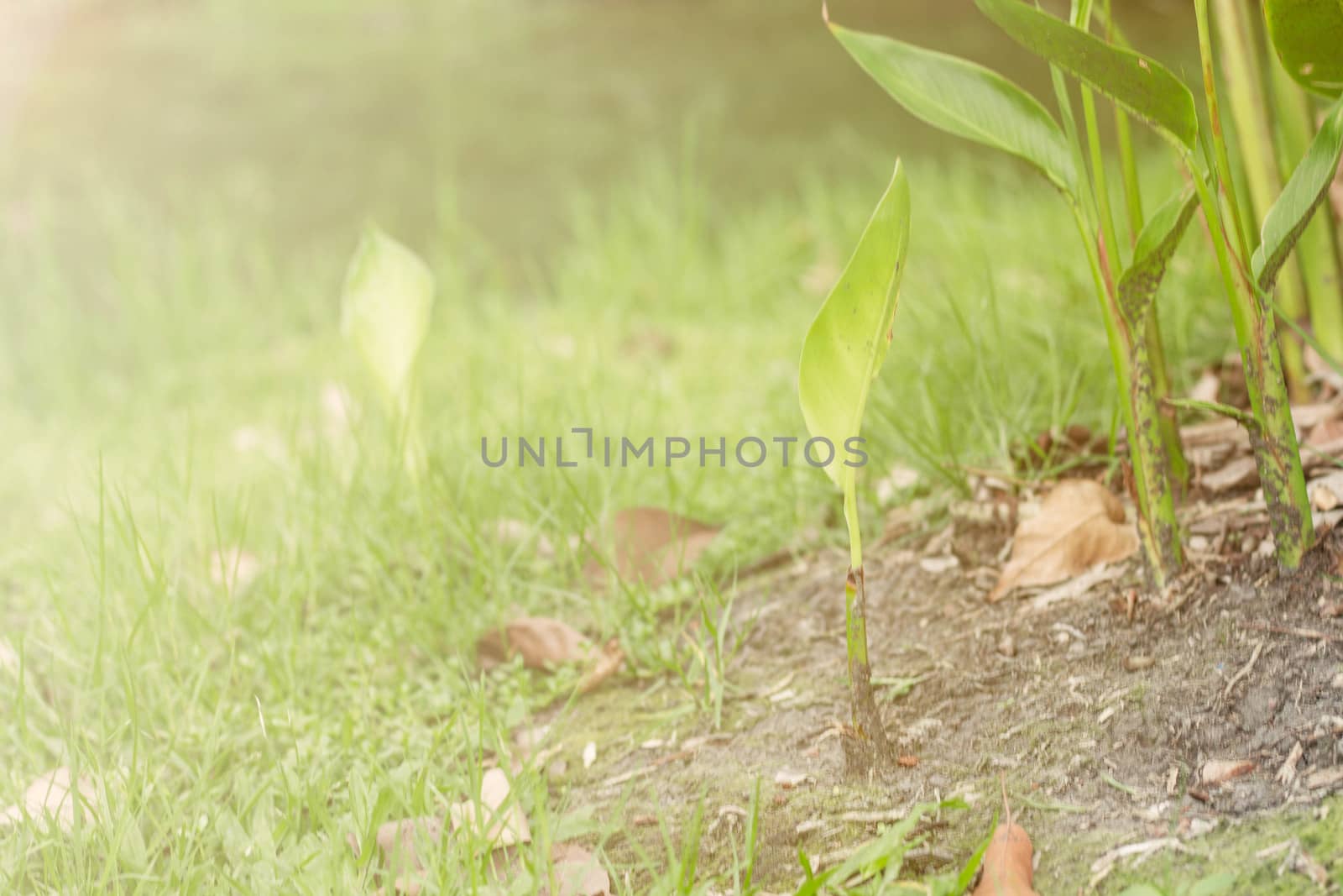 Plants on the ground with morning sunshine.