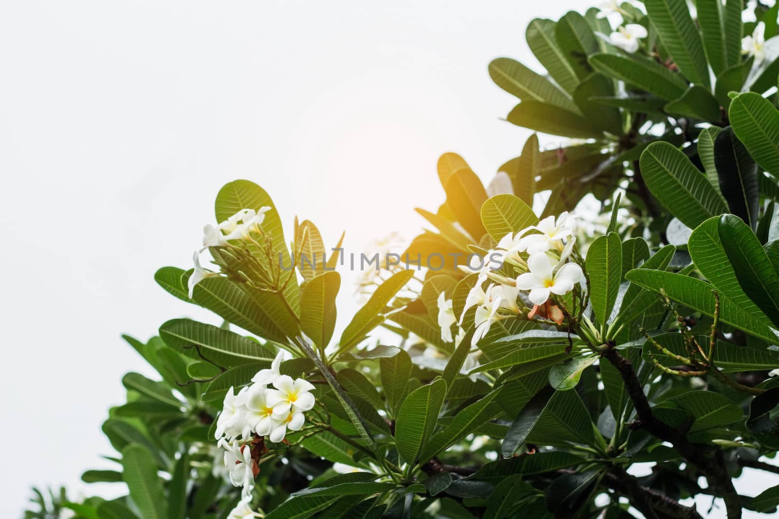 Plumeria flowers on the tree with white sky background.