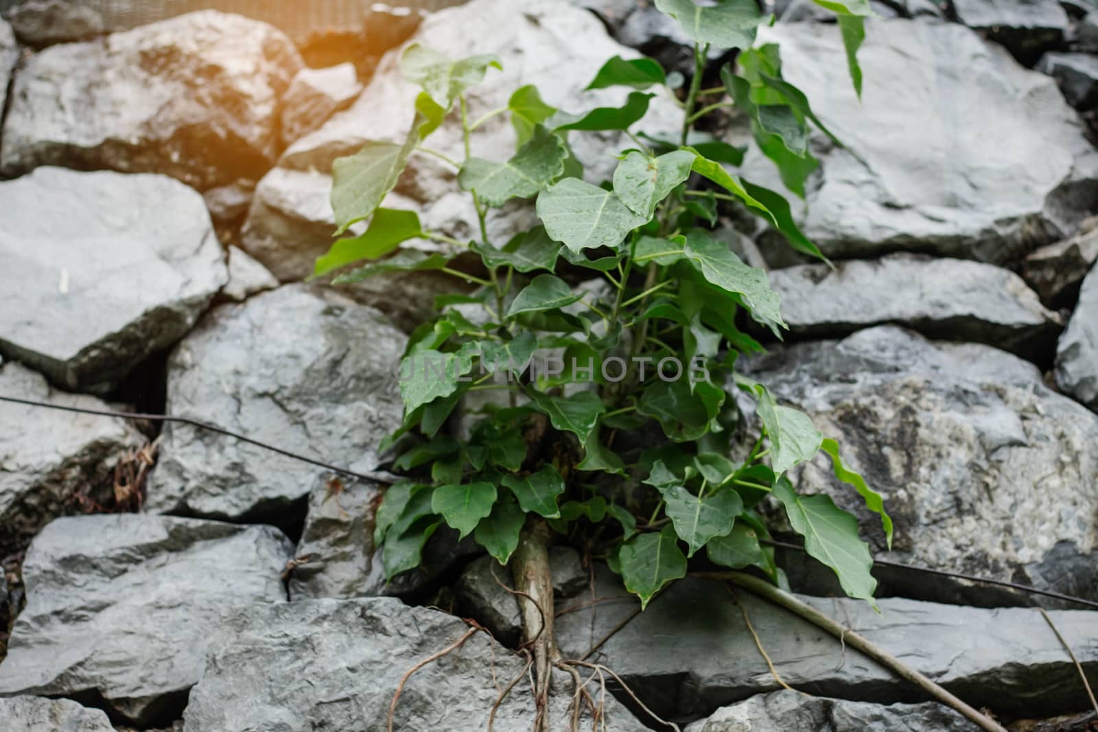 tree on stone wall. by start08
