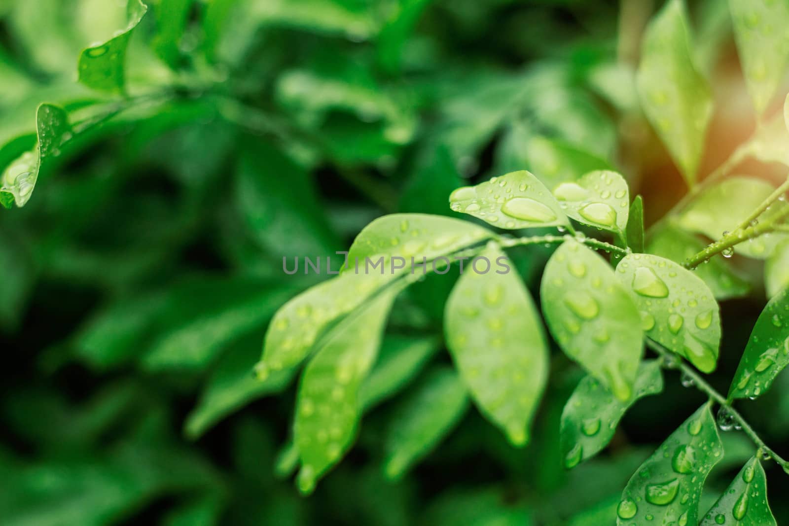 Water drops on leaves and refreshing in the rainy season.