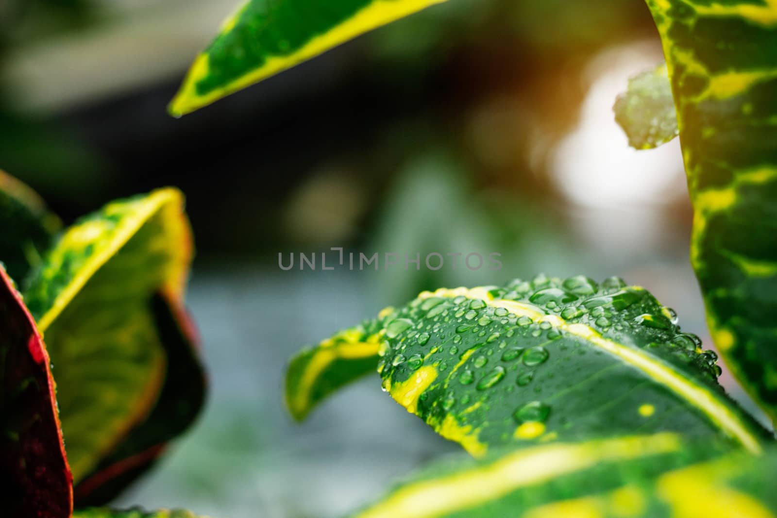 Water drops on leaves with sunlight. by start08