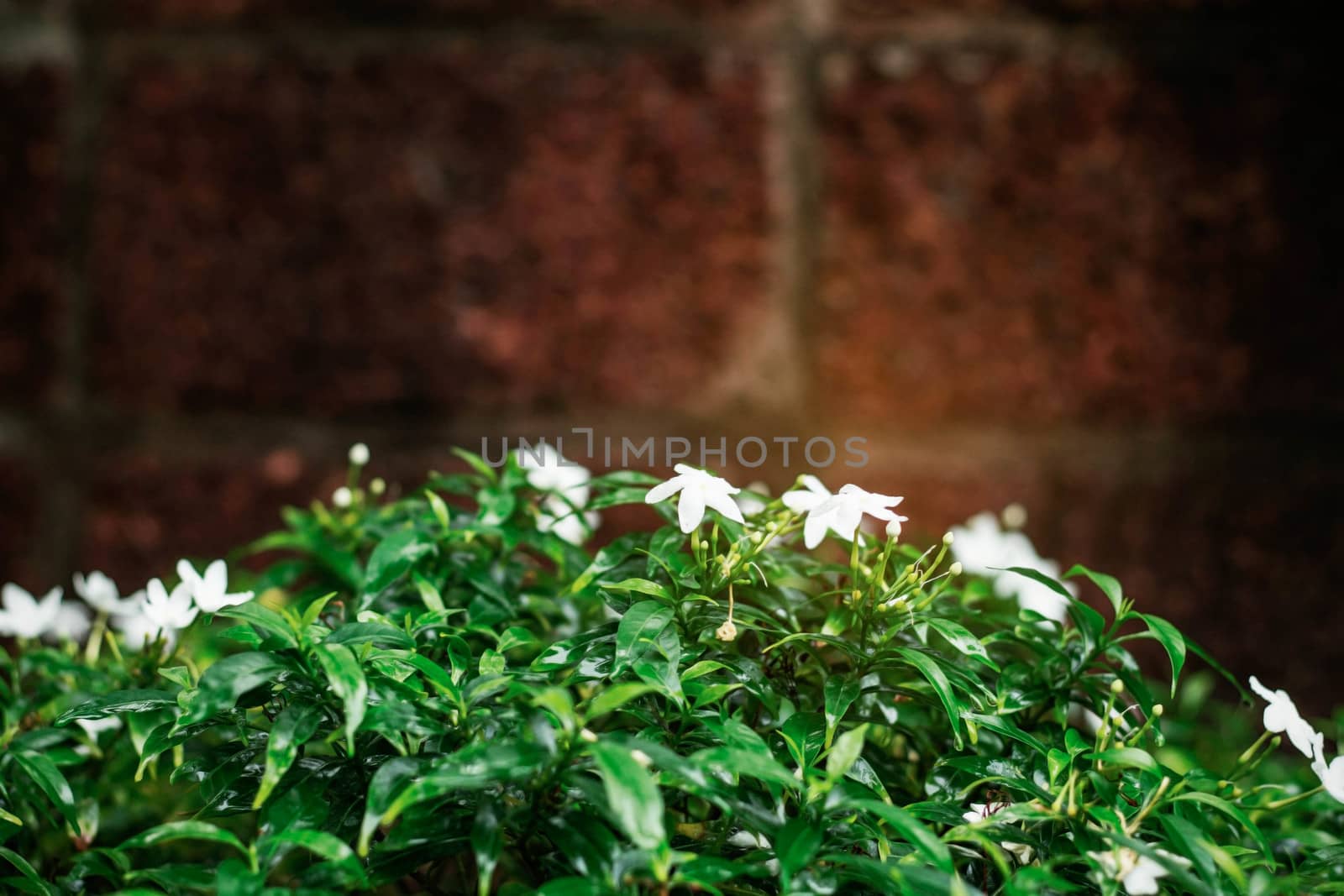 White flowers in the garden with a brick wall background.