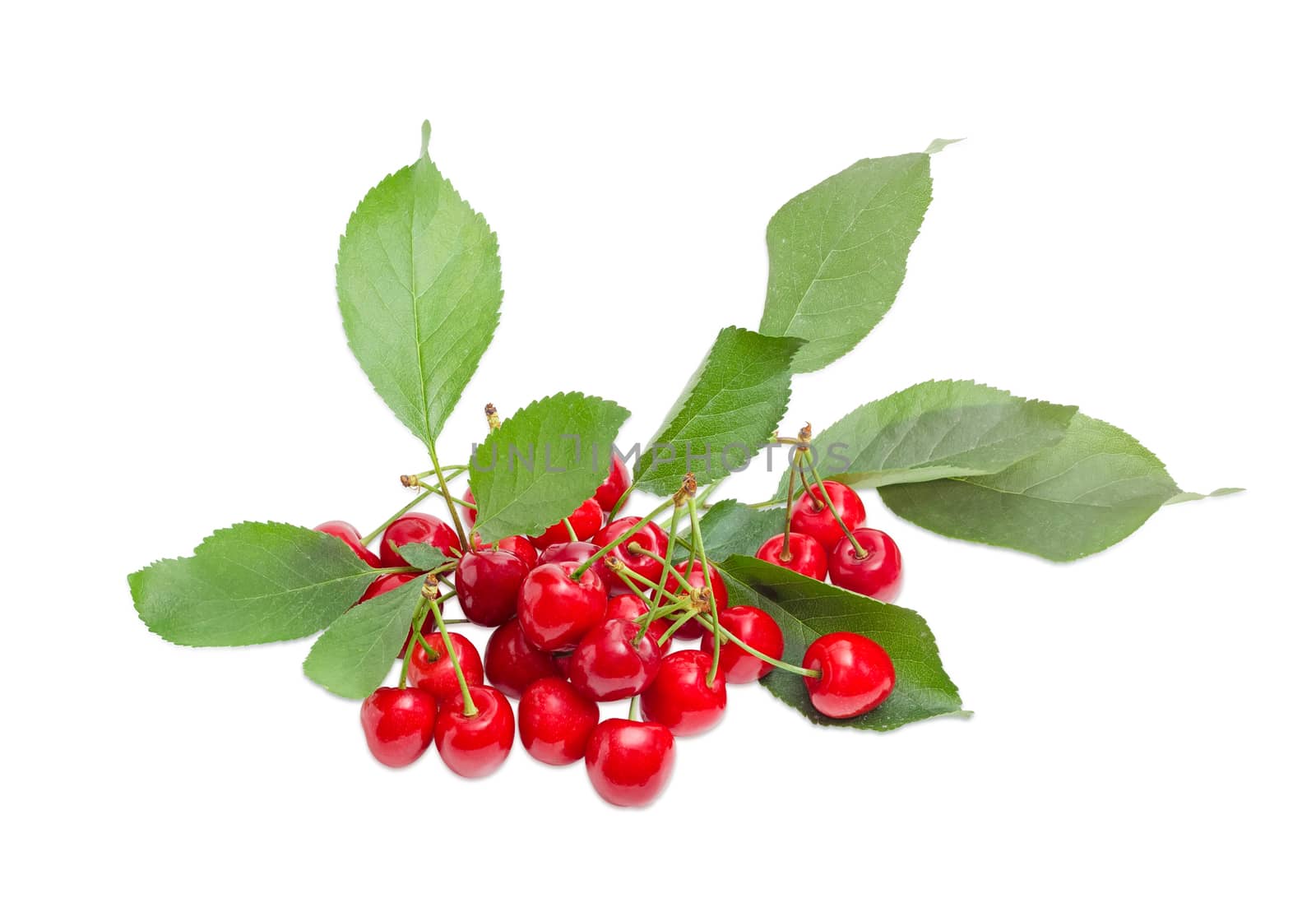 Pile of the ripe sweet cherries with the stalks and leaves on a light background
