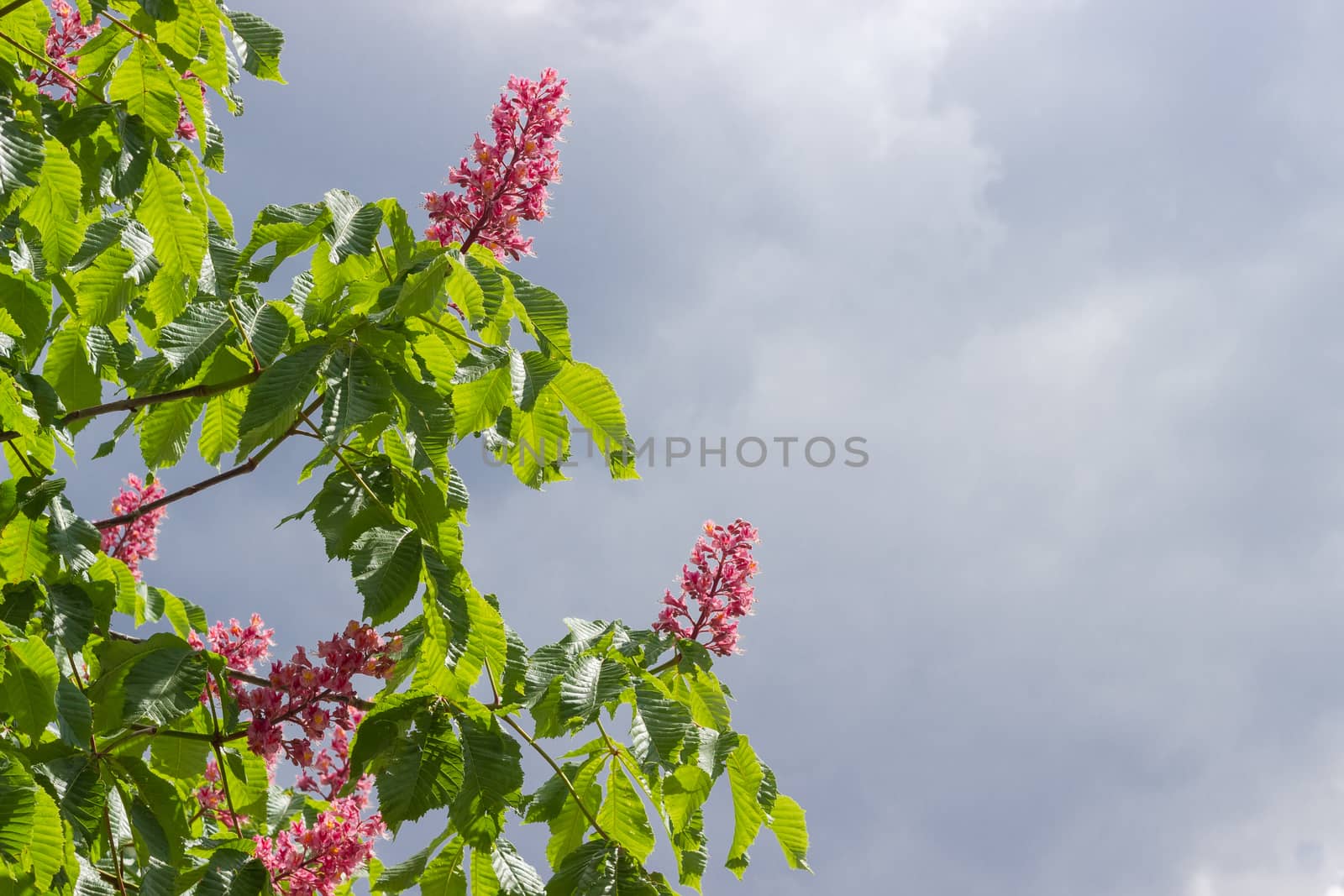 Fragment of the blooming red horse-chestnut tree by anmbph