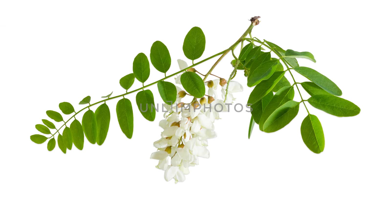 Branch of the blooming black locust tree with leaves and flower cluster on a light background
