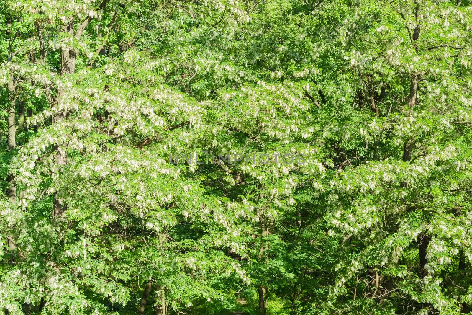 Background of the blooming black locust trees by anmbph