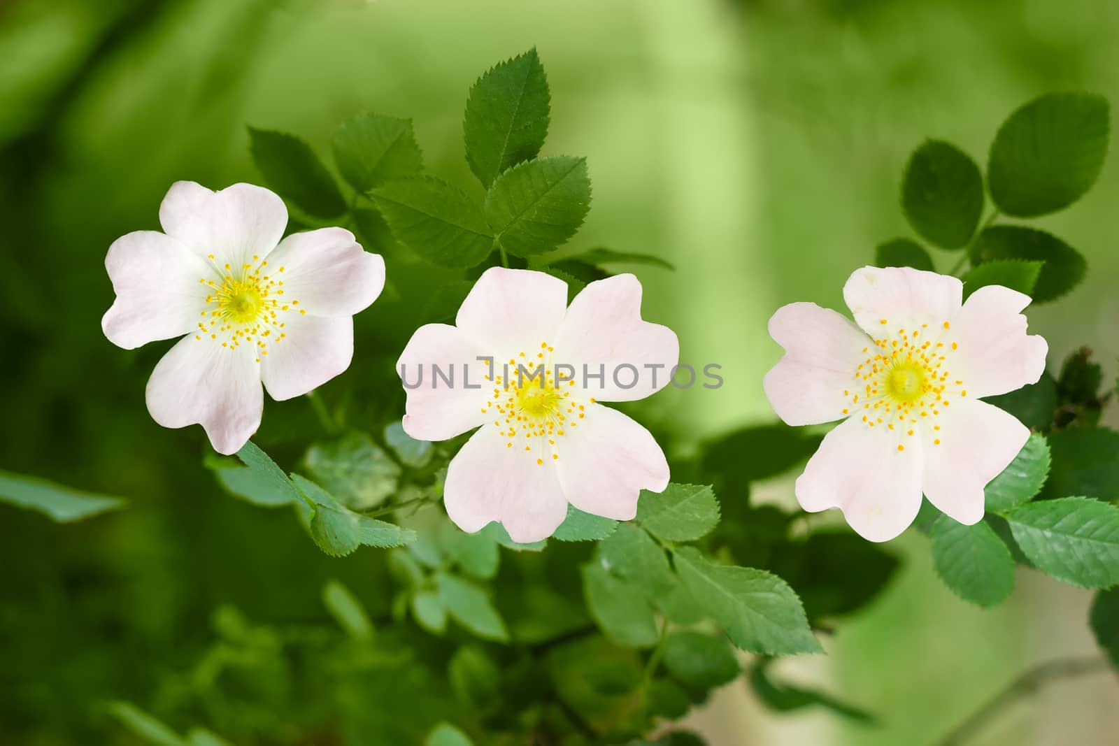 Branch of the dog-rose with three flowers close up by anmbph