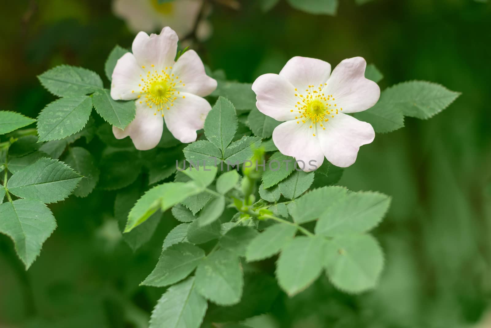 Branch of the dog-rose with two white and pink flowers close up on a blurred background
