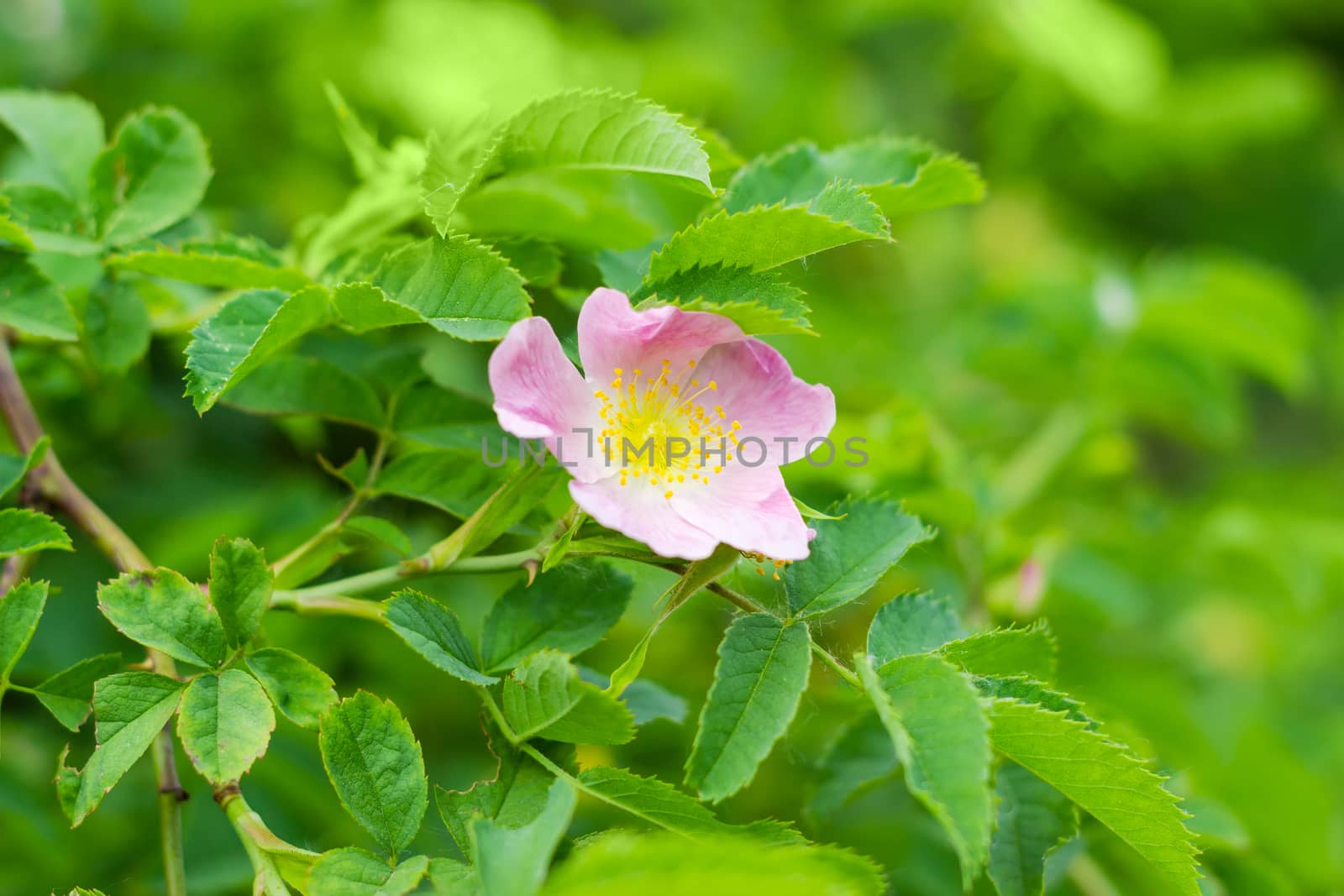 Branch of the dog-rose with pink flower close up on a blurred background
