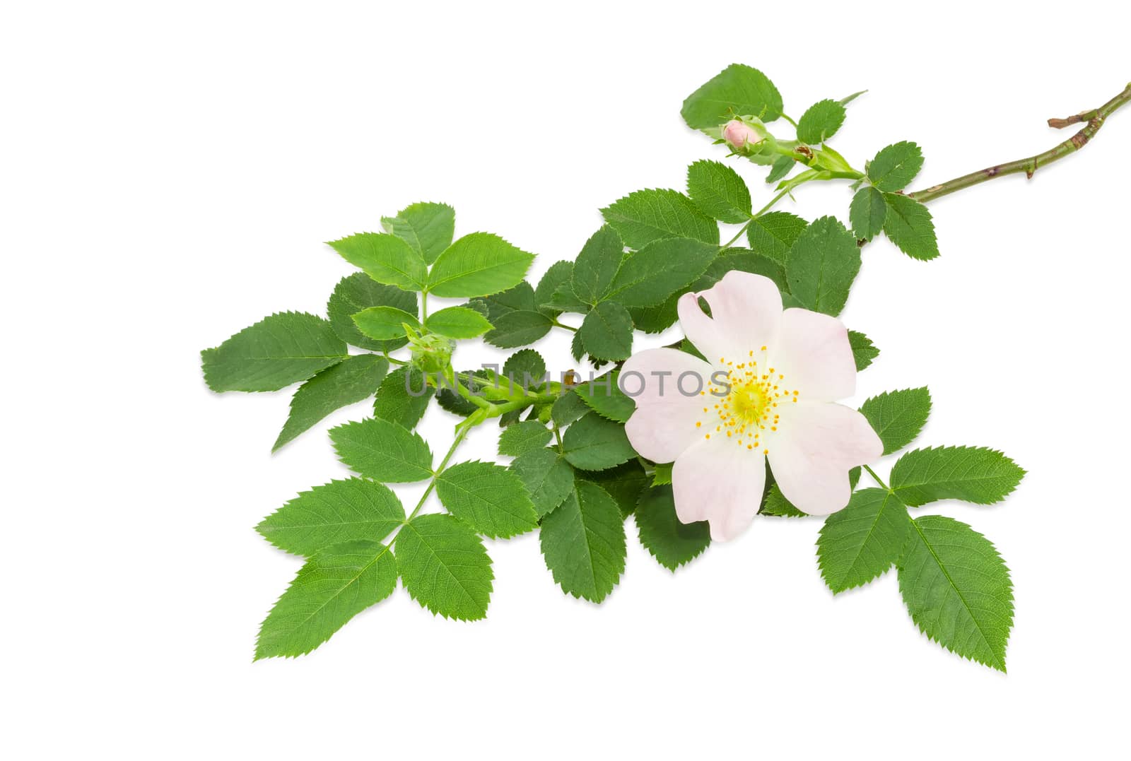 Branch of the dog-rose with white and pink flower and buds close up on a light background
