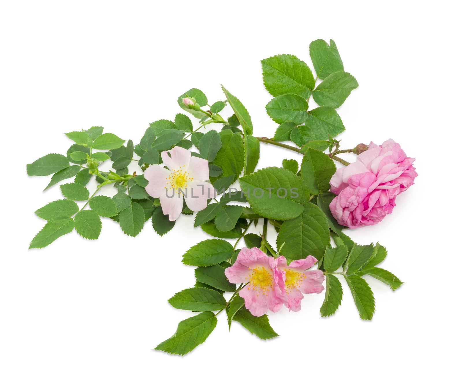 Branches of the dog-rose with different white and pink flowers and Bourbon rose close up on a light background
