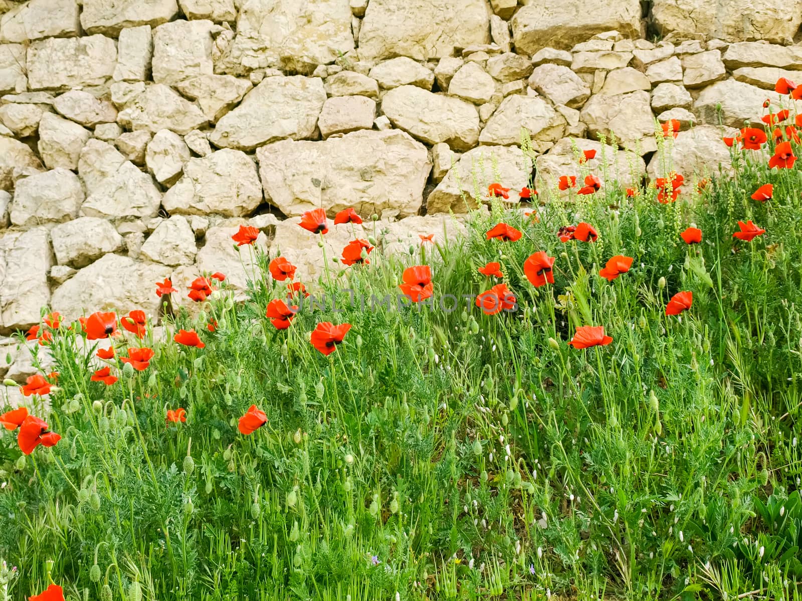 Flowering poppies against the vintage stonework by anmbph