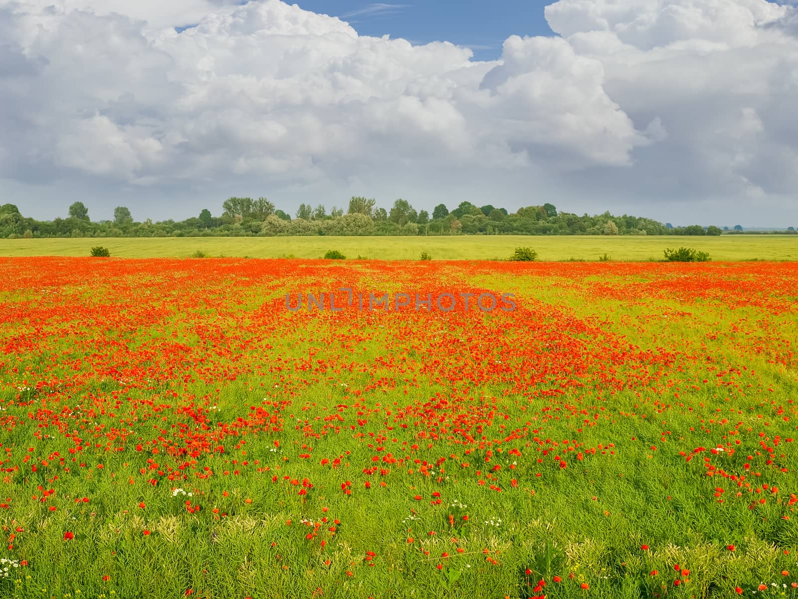 Field with the flowering poppies against the trees and sky with clouds
