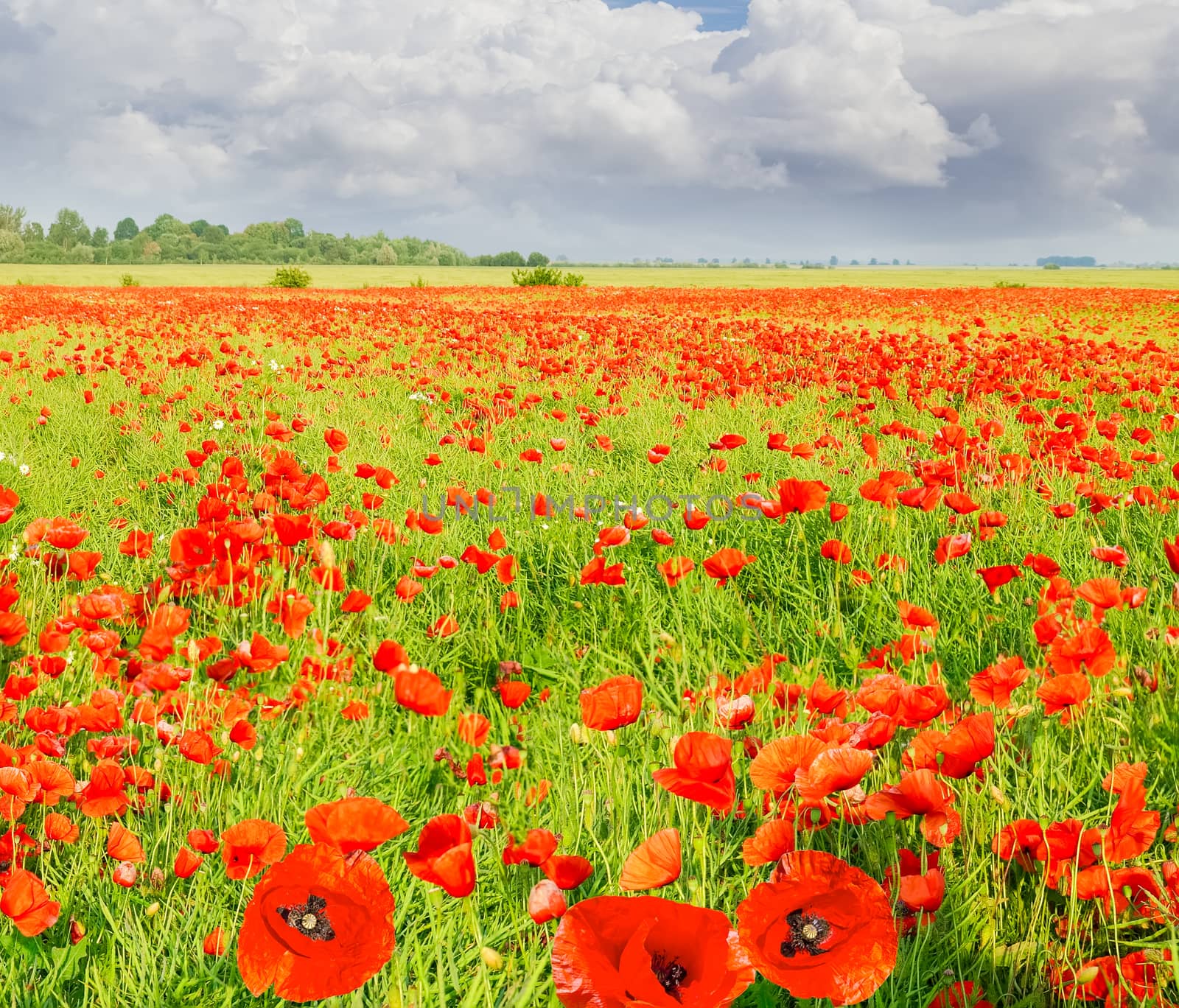 Field with the flowering poppies against the sky by anmbph