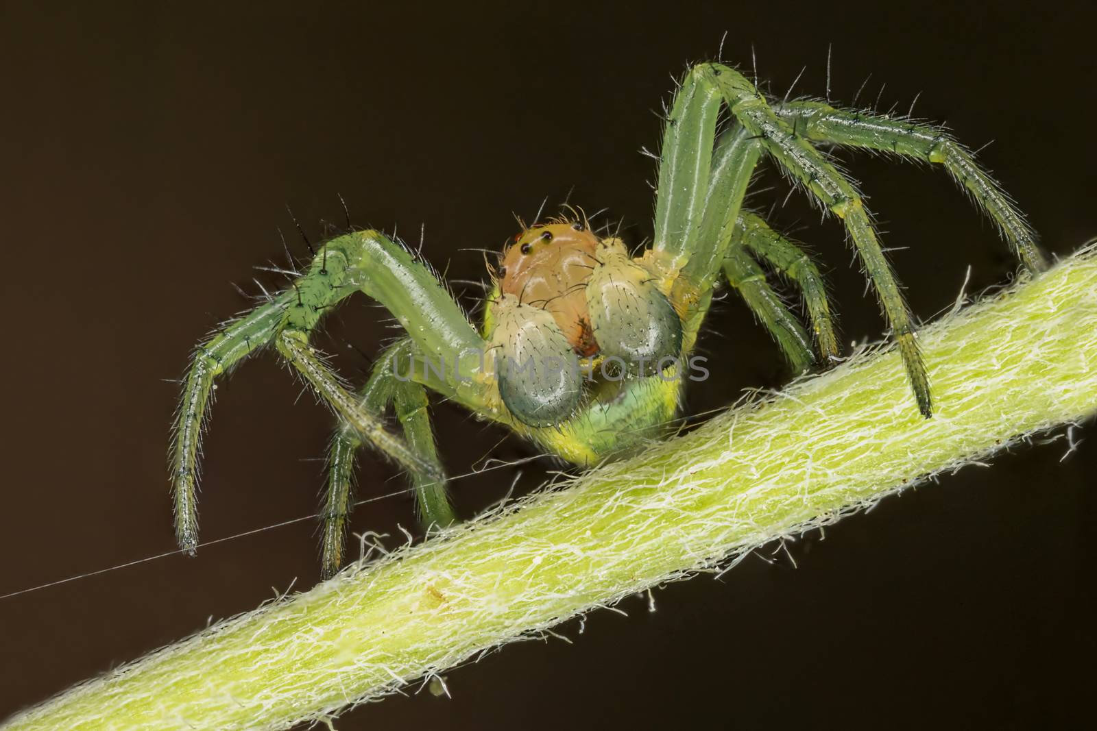 A beautiful spider