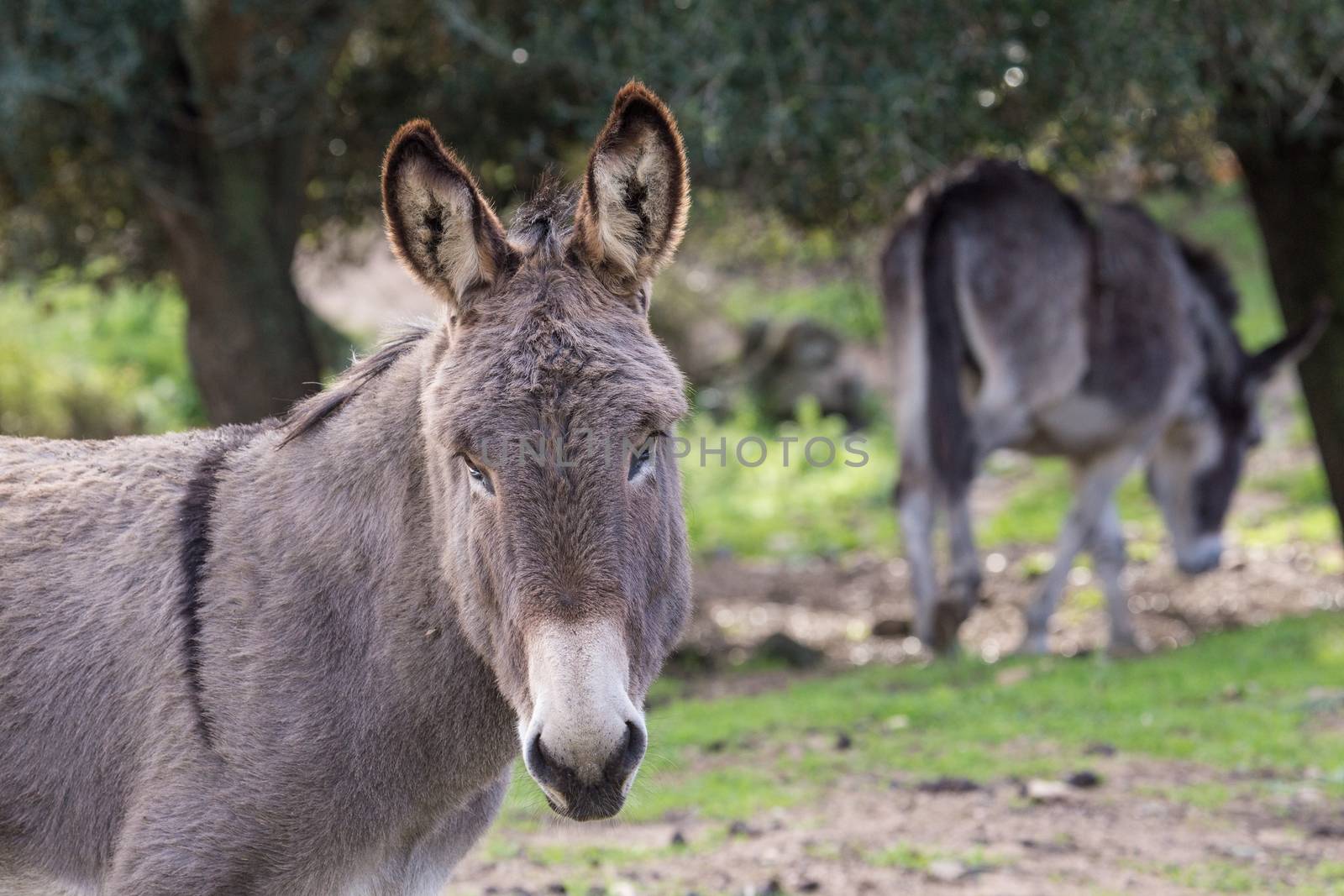 A beautiful Donkey