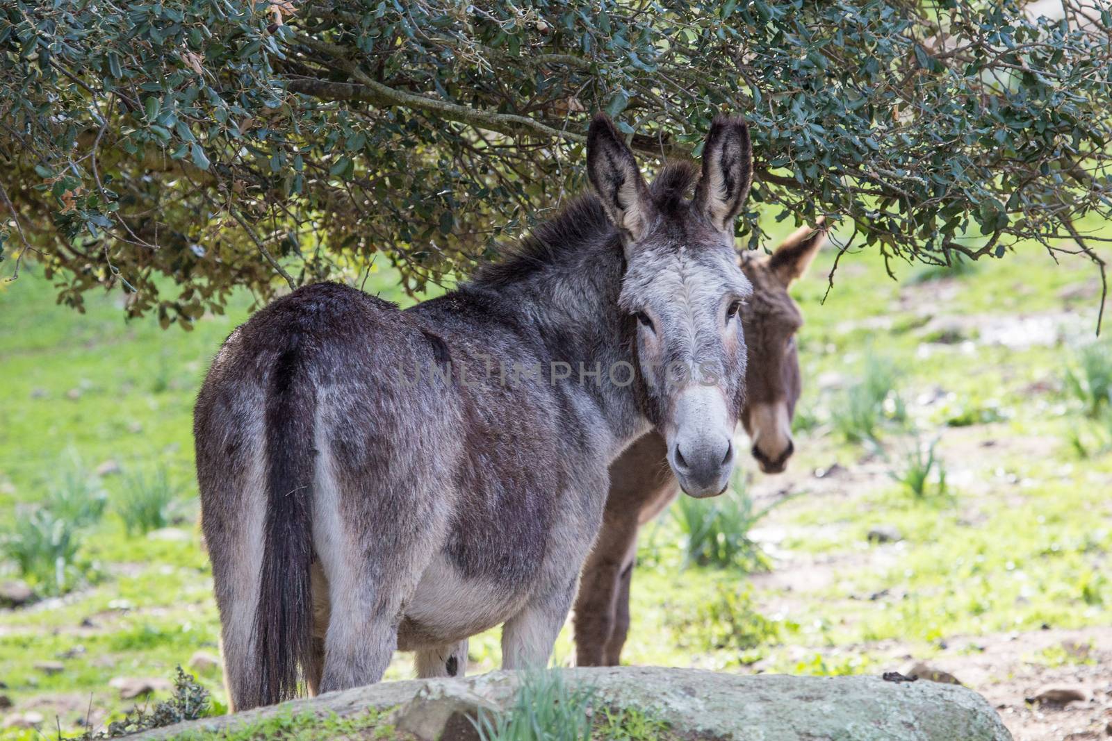 A beautiful Donkey