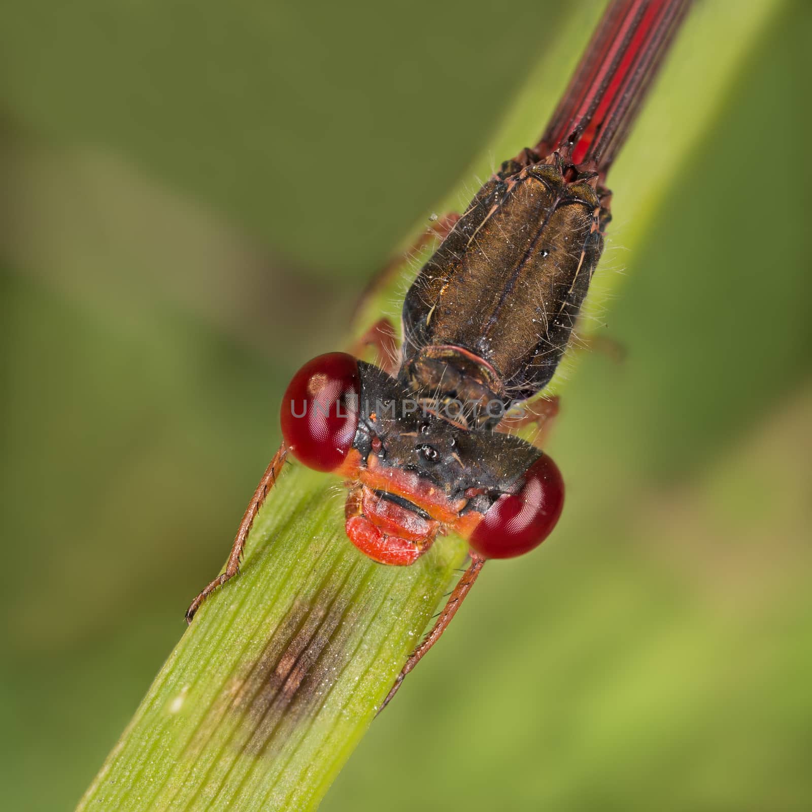 A beautiful close-up portrait of a beautiful damselfly