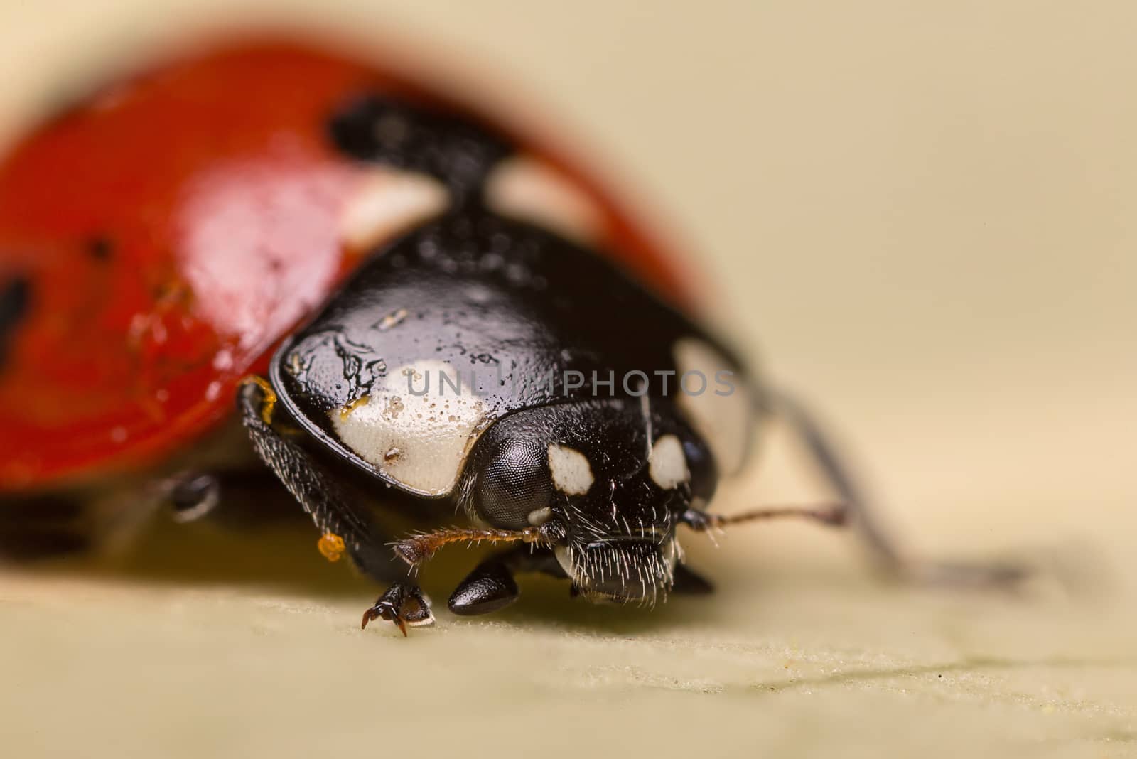 A beautiful ladybug - Coccinella septempunctata