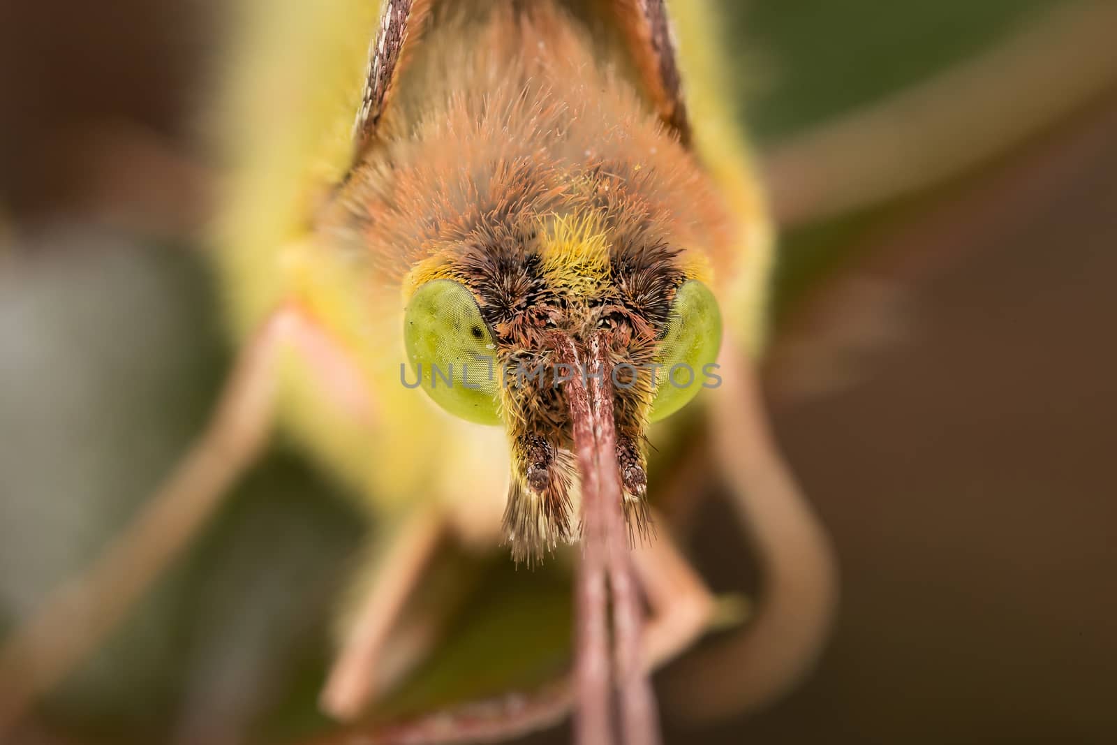 A closeup of a beautiful butterfly