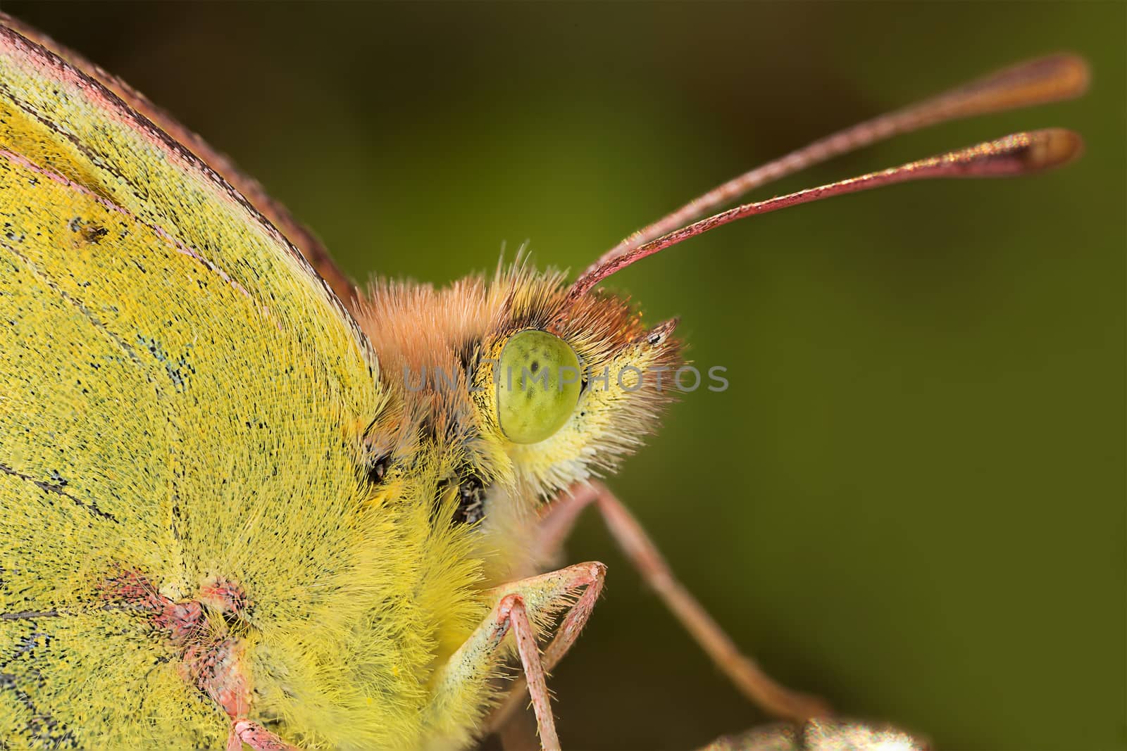 A closeup of a beautiful butterfly