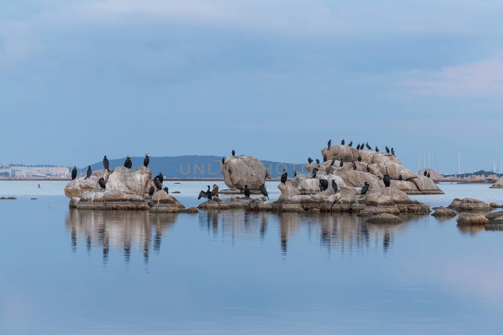 Cormorant