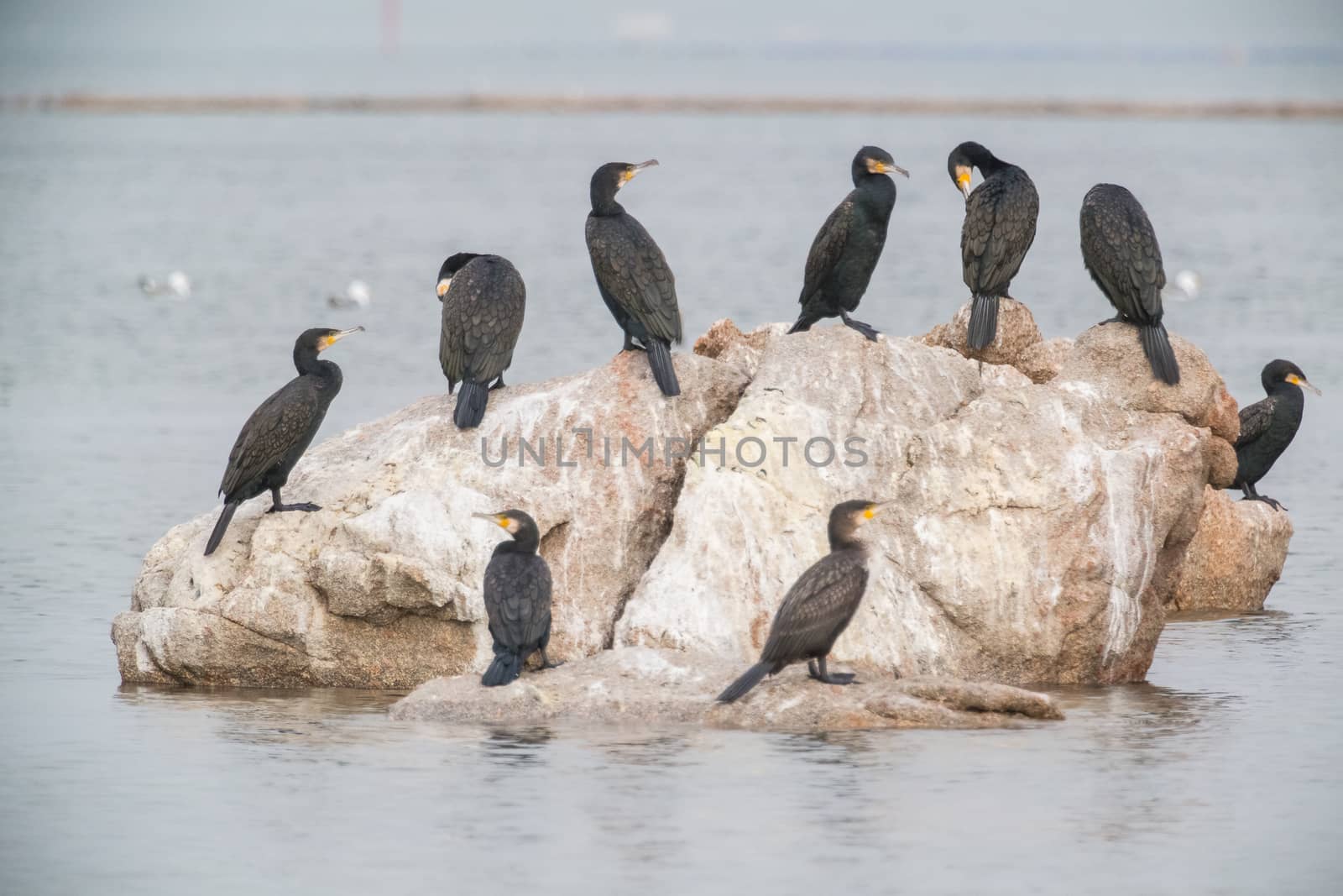Cormorant