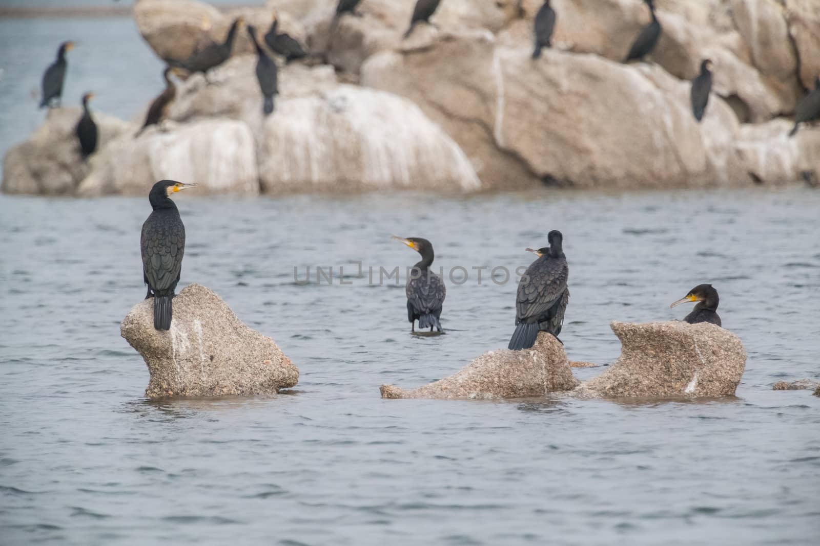 Cormorant