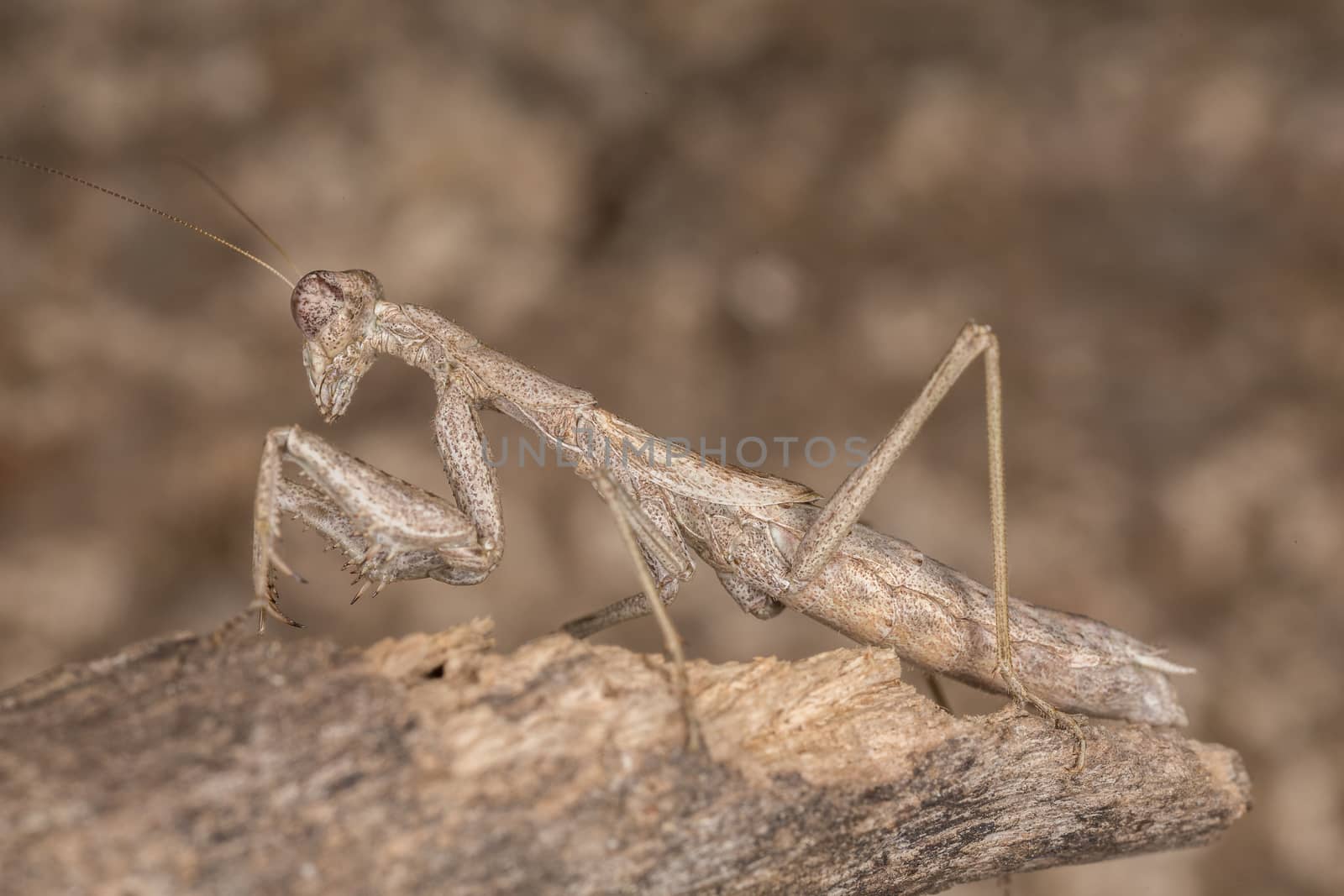 A close-up portrait of a mantis