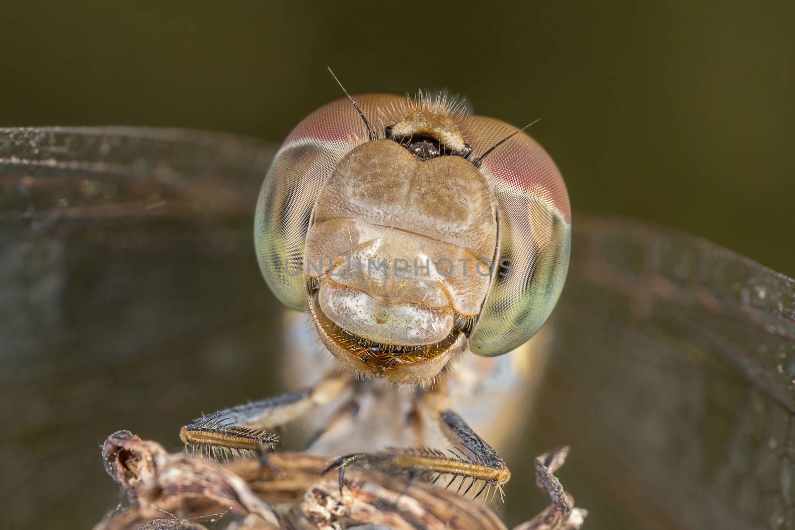 A beautiful dragonfly close portrait