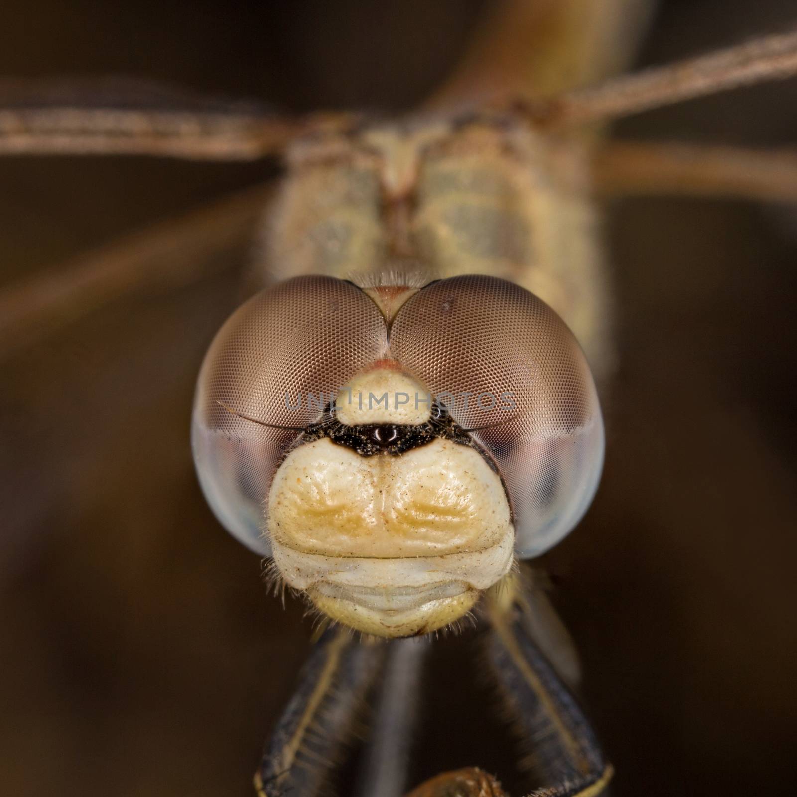 A close-up of a beautiful dragonfly