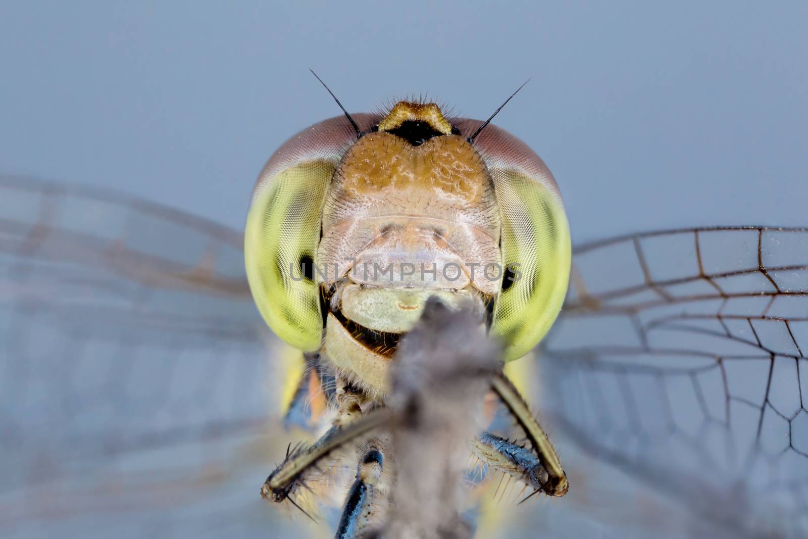A beautiful dragonfly close portrait