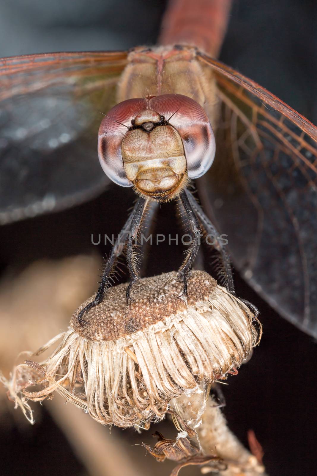 A beautiful dragonfly close portrait