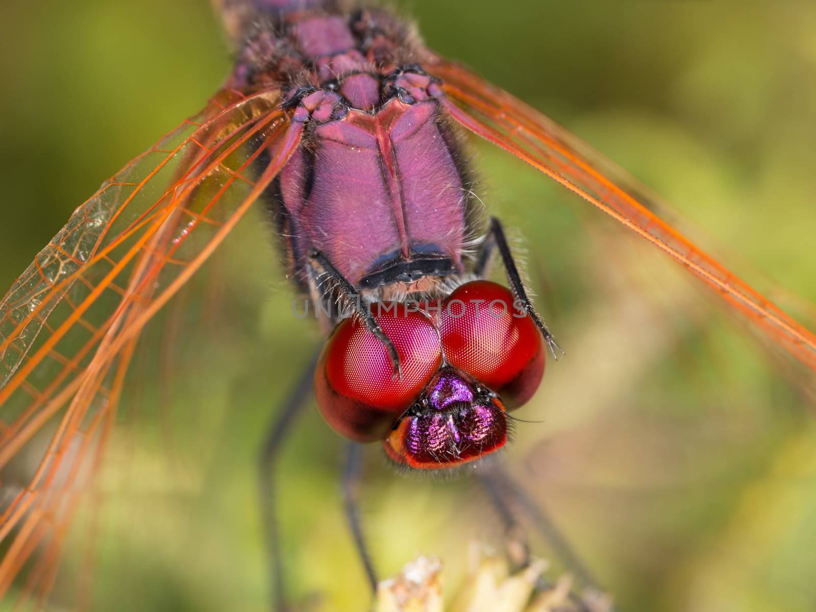 A close-up of a beautiful dragonfly