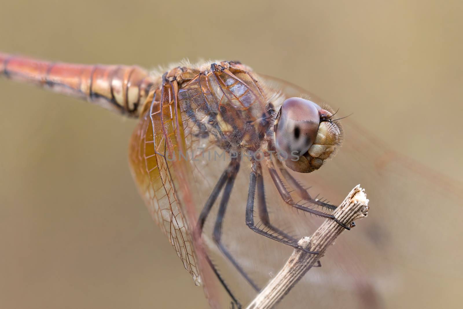 A beautiful dragonfly close portrait