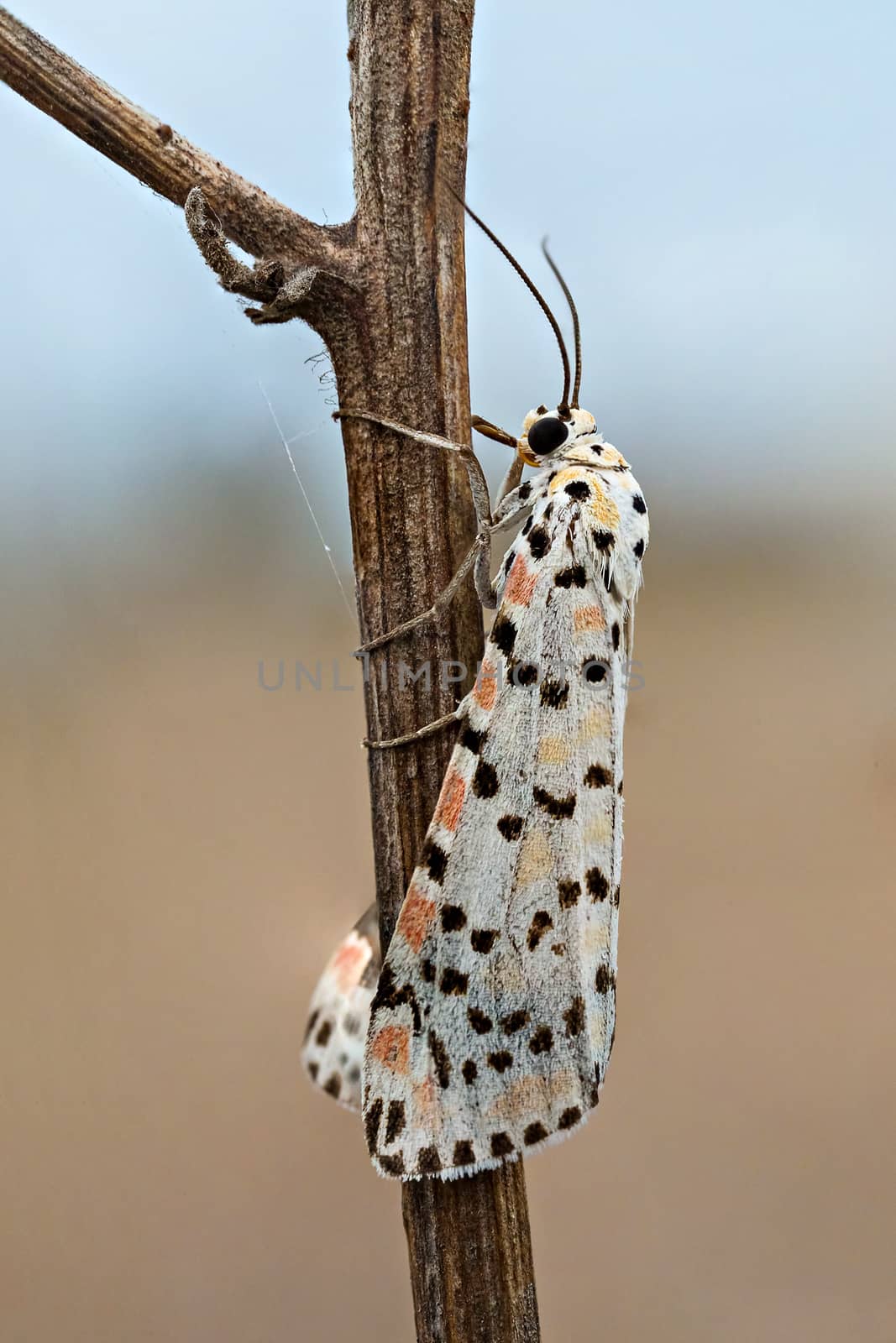 A closeup of a beautiful moth