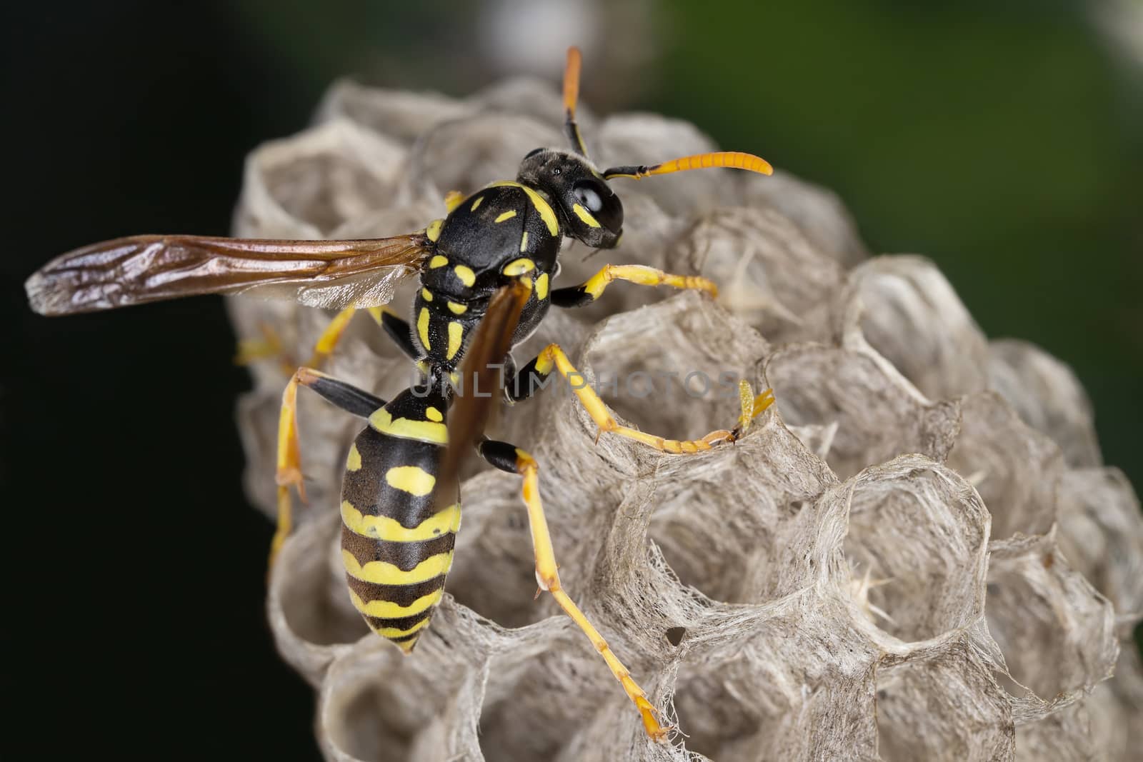 A wasp in its neast